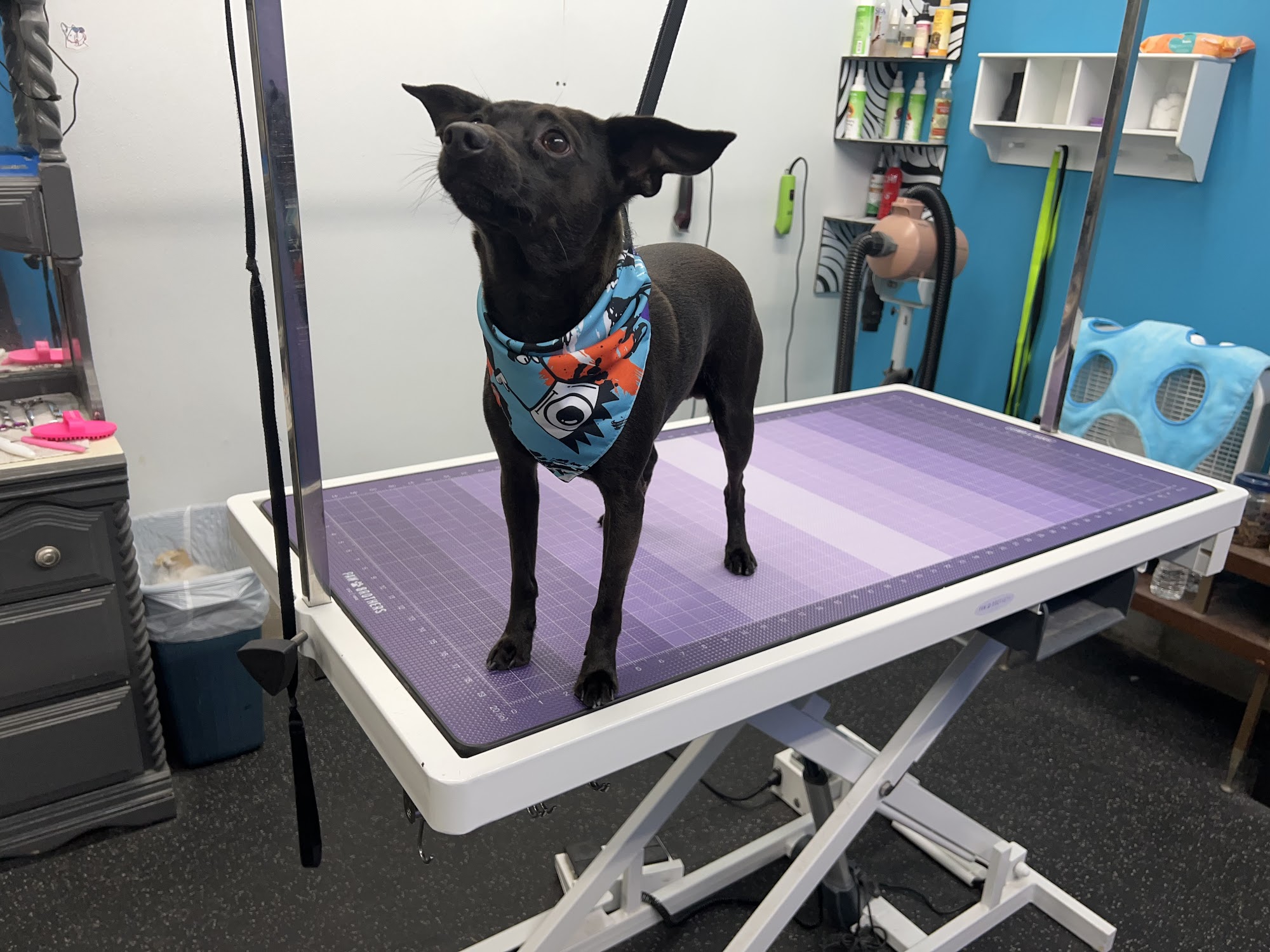 Pawtastic Grooming LLC Waterford