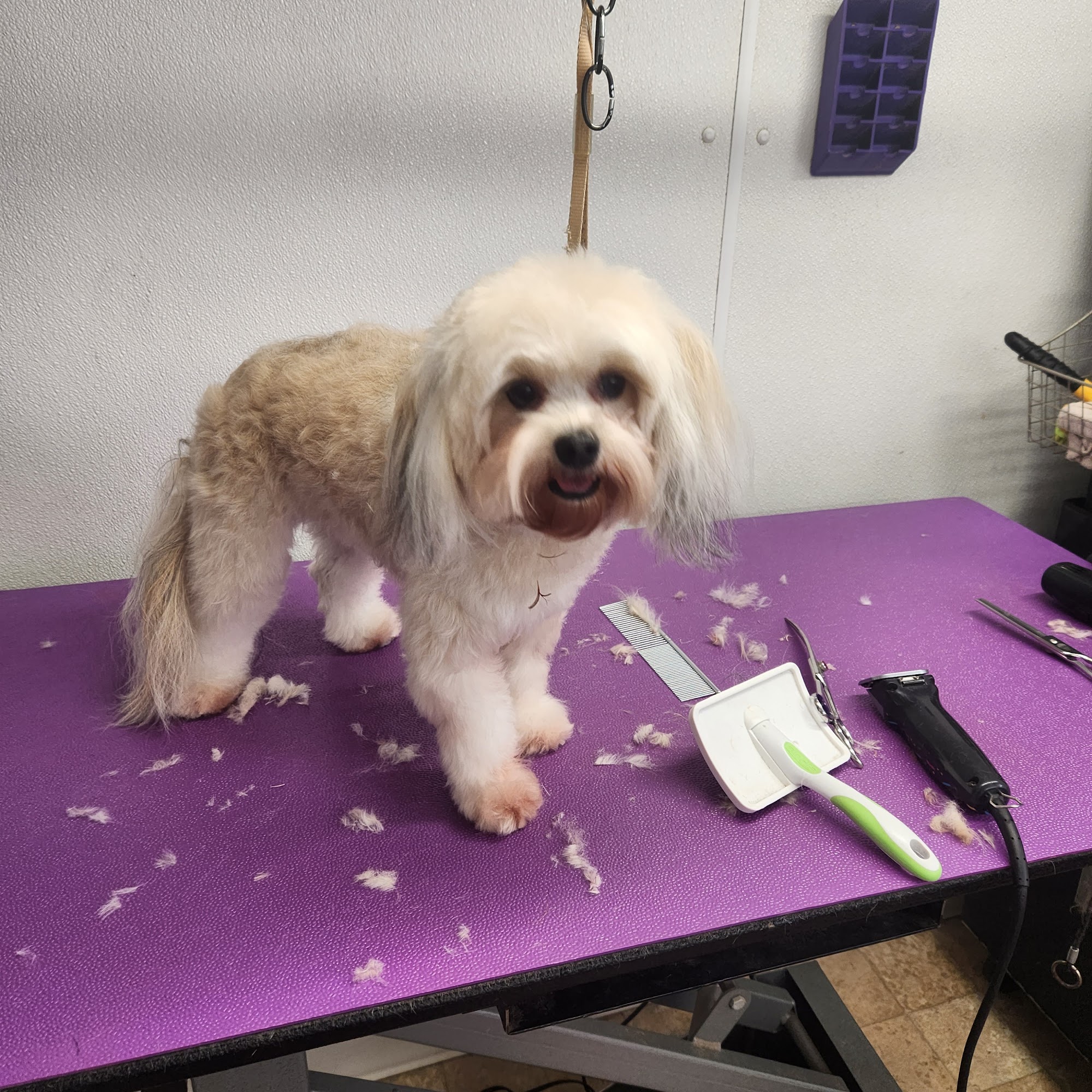 Pam's pet grooming Waterford