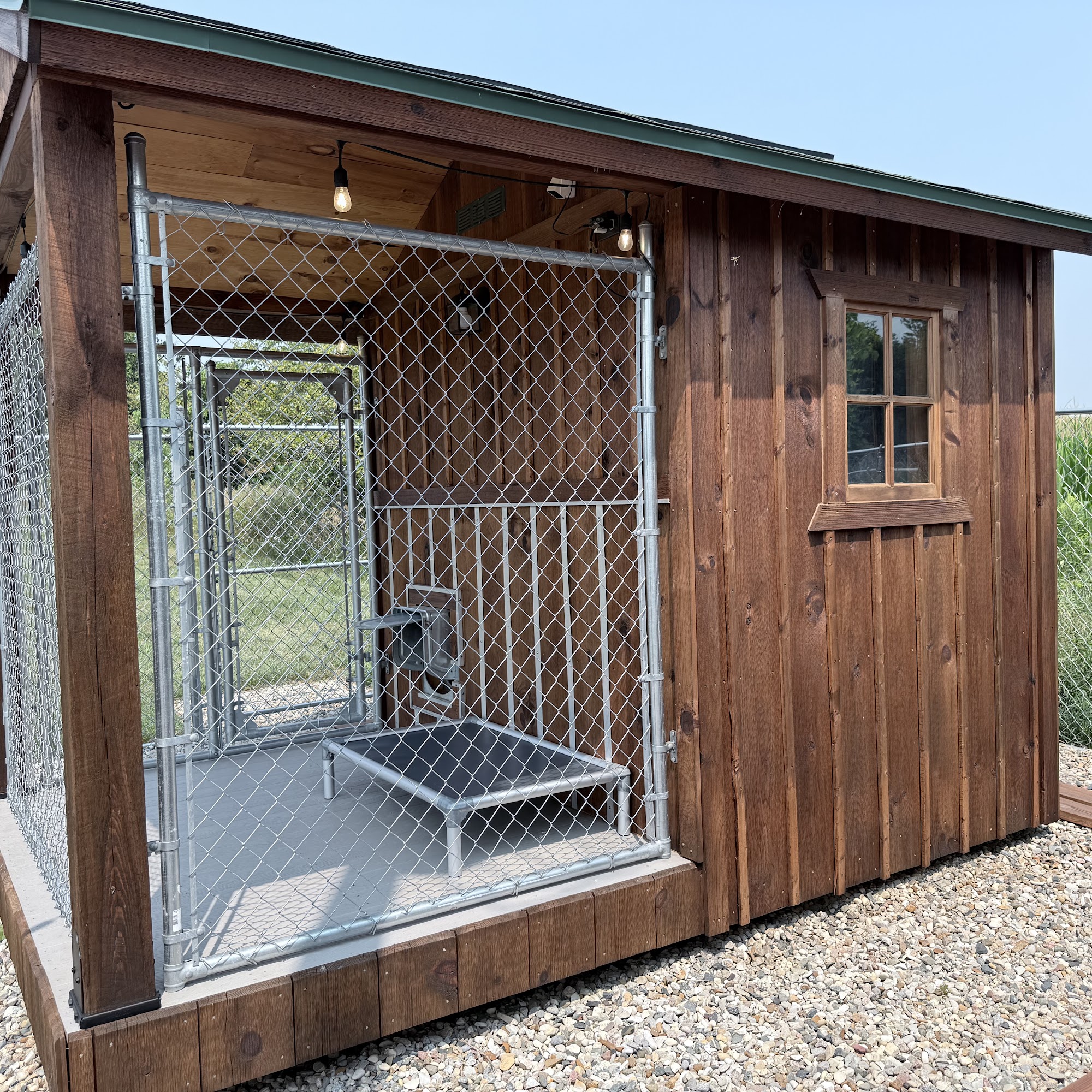 Dogs of Dorr Wayland