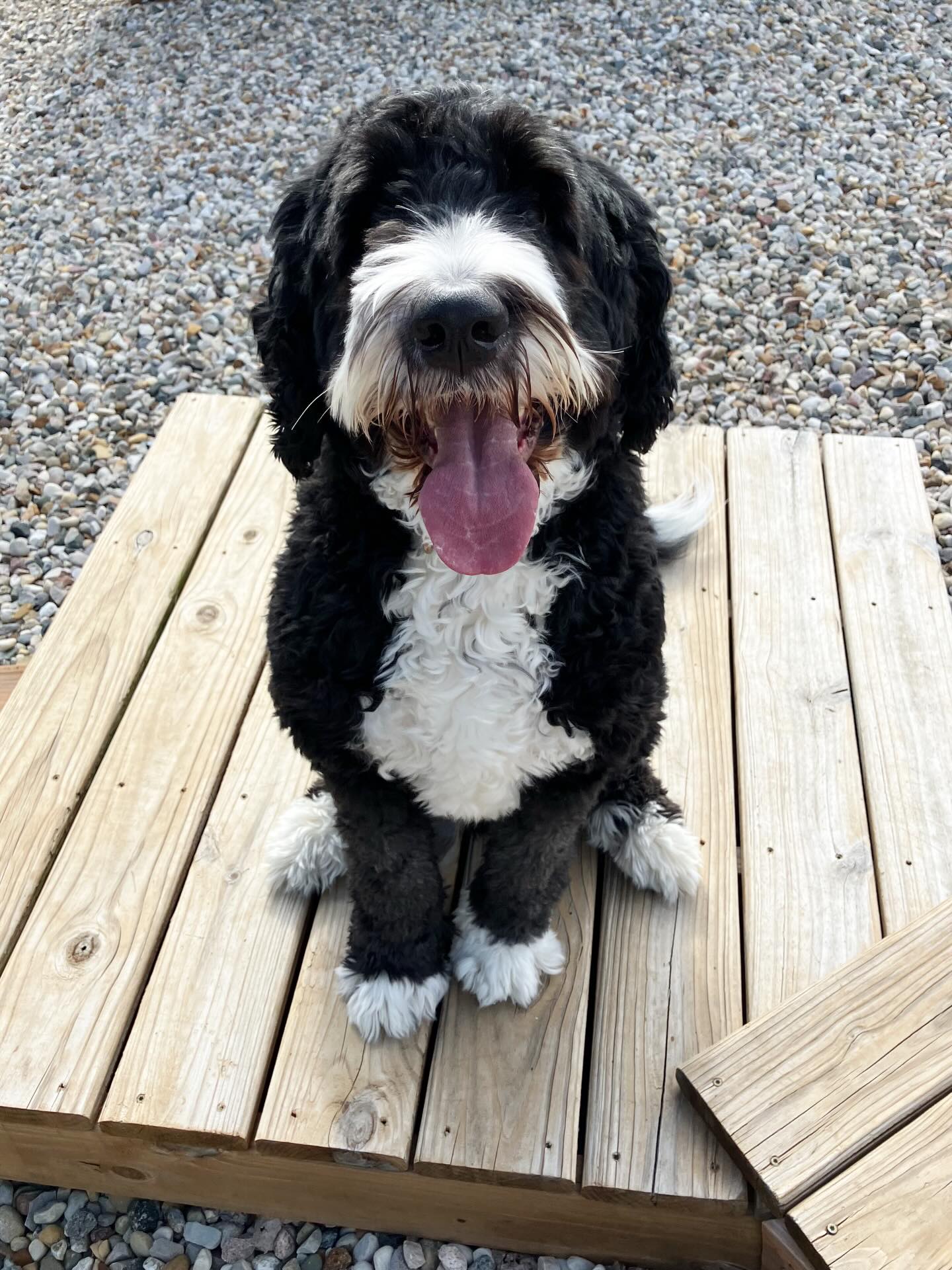 Dogs of Dorr Wayland