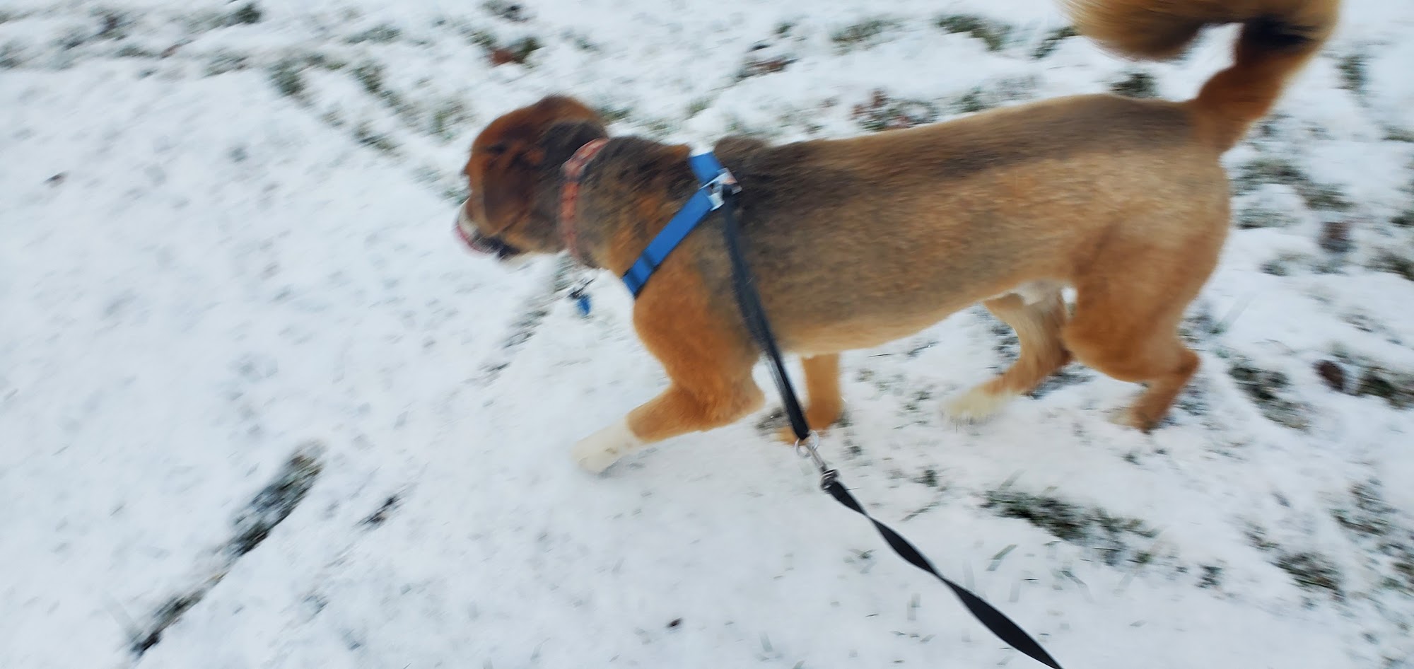 Unleashed Grooming & Spa West Branch