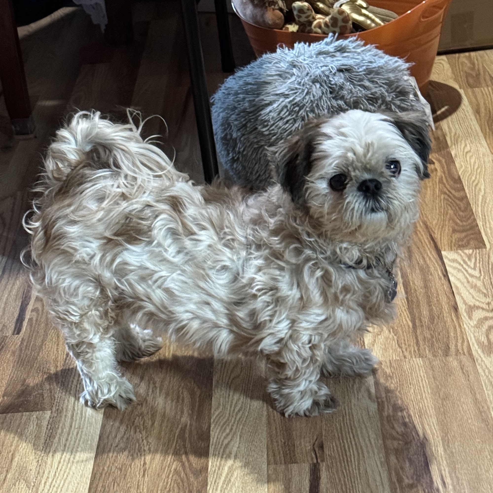 Starkeeper Kennels West Branch