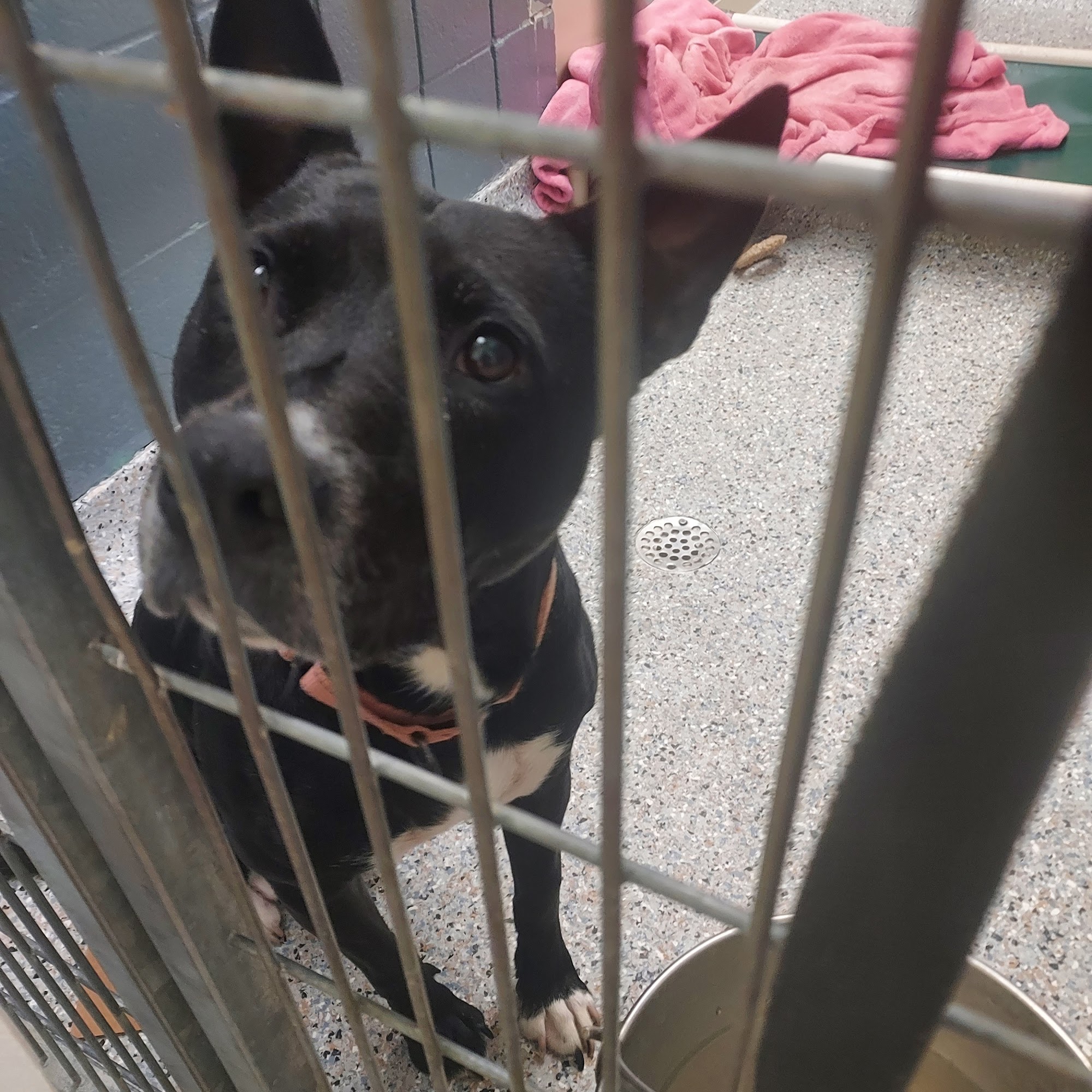 Harbor Humane Society West Olive