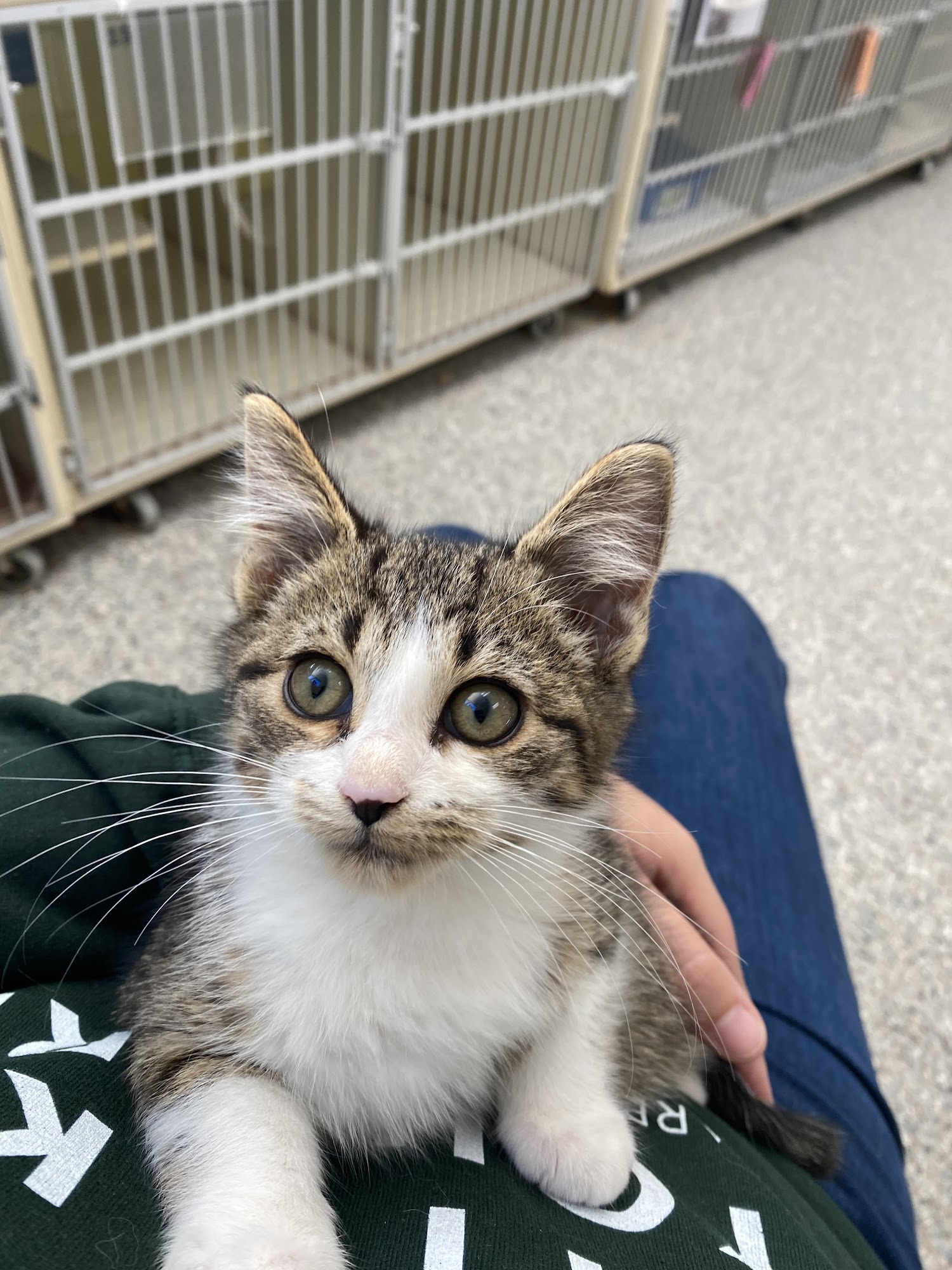 Harbor Humane Society West Olive