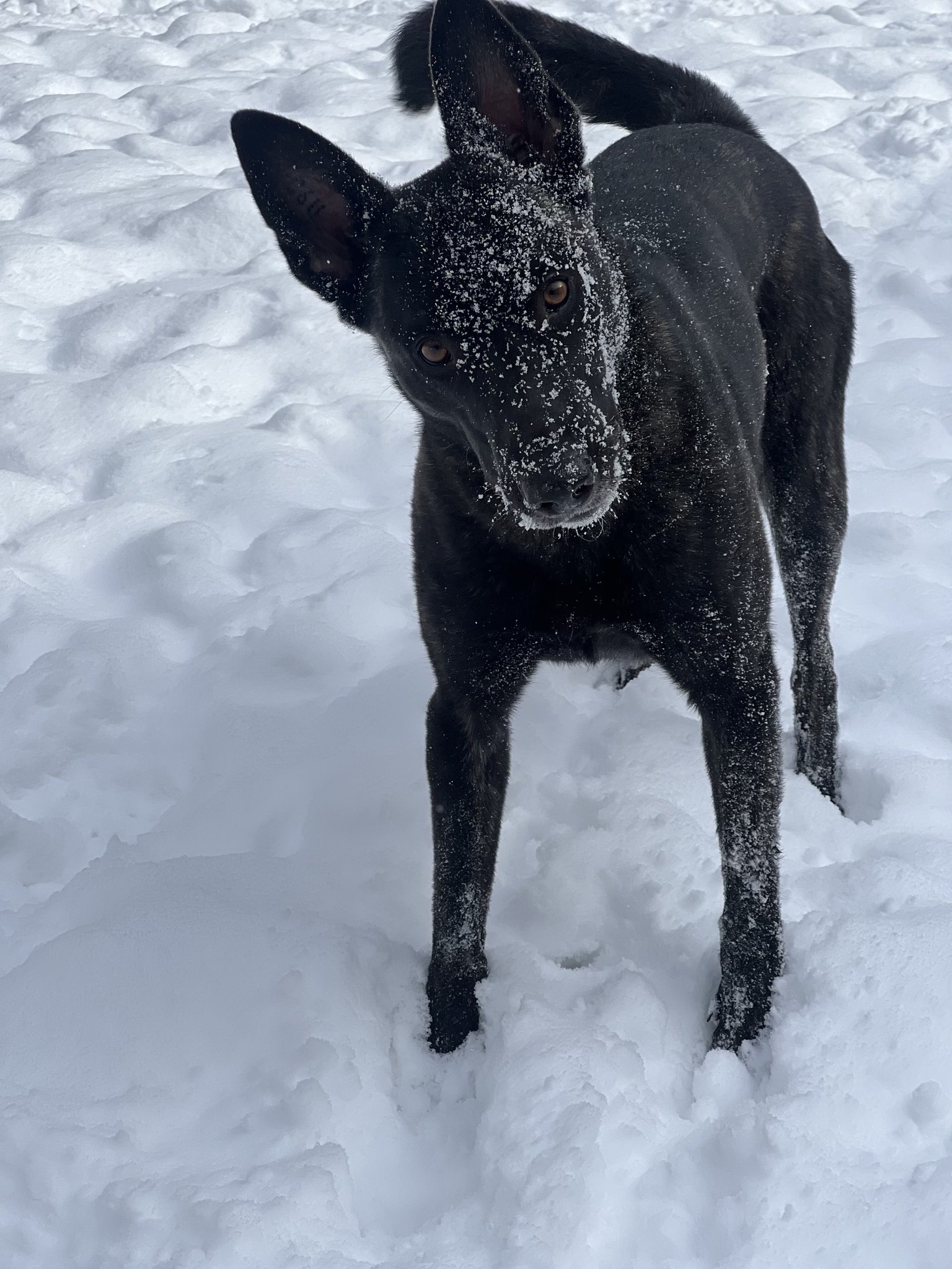 West Michigan K9 West Olive