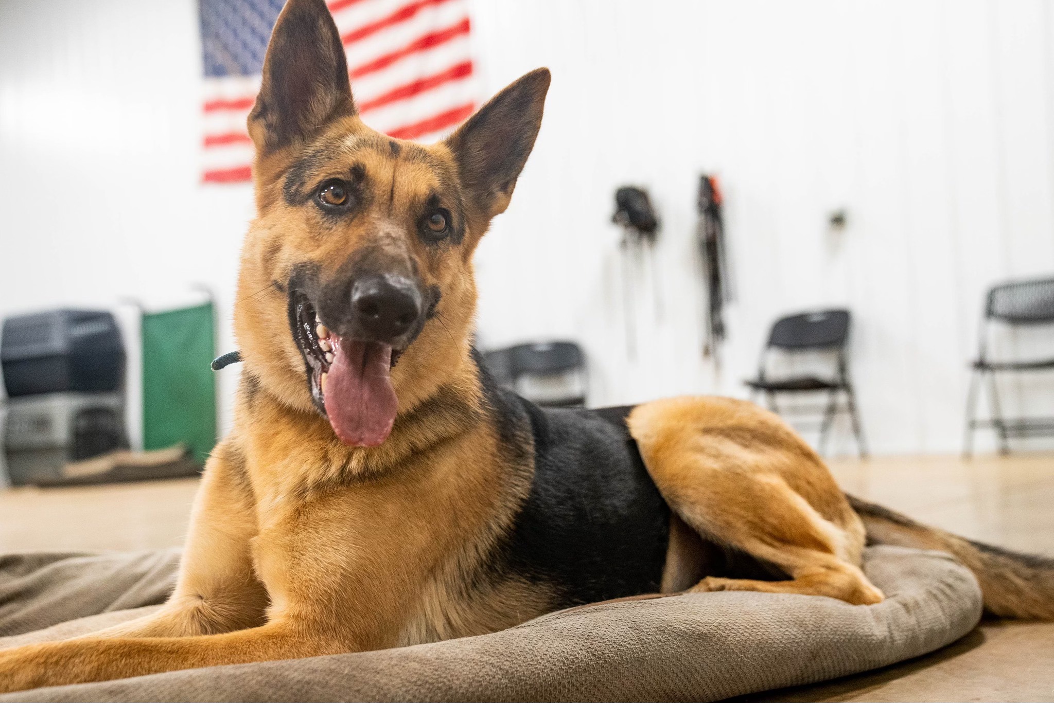 West Michigan K9 West Olive