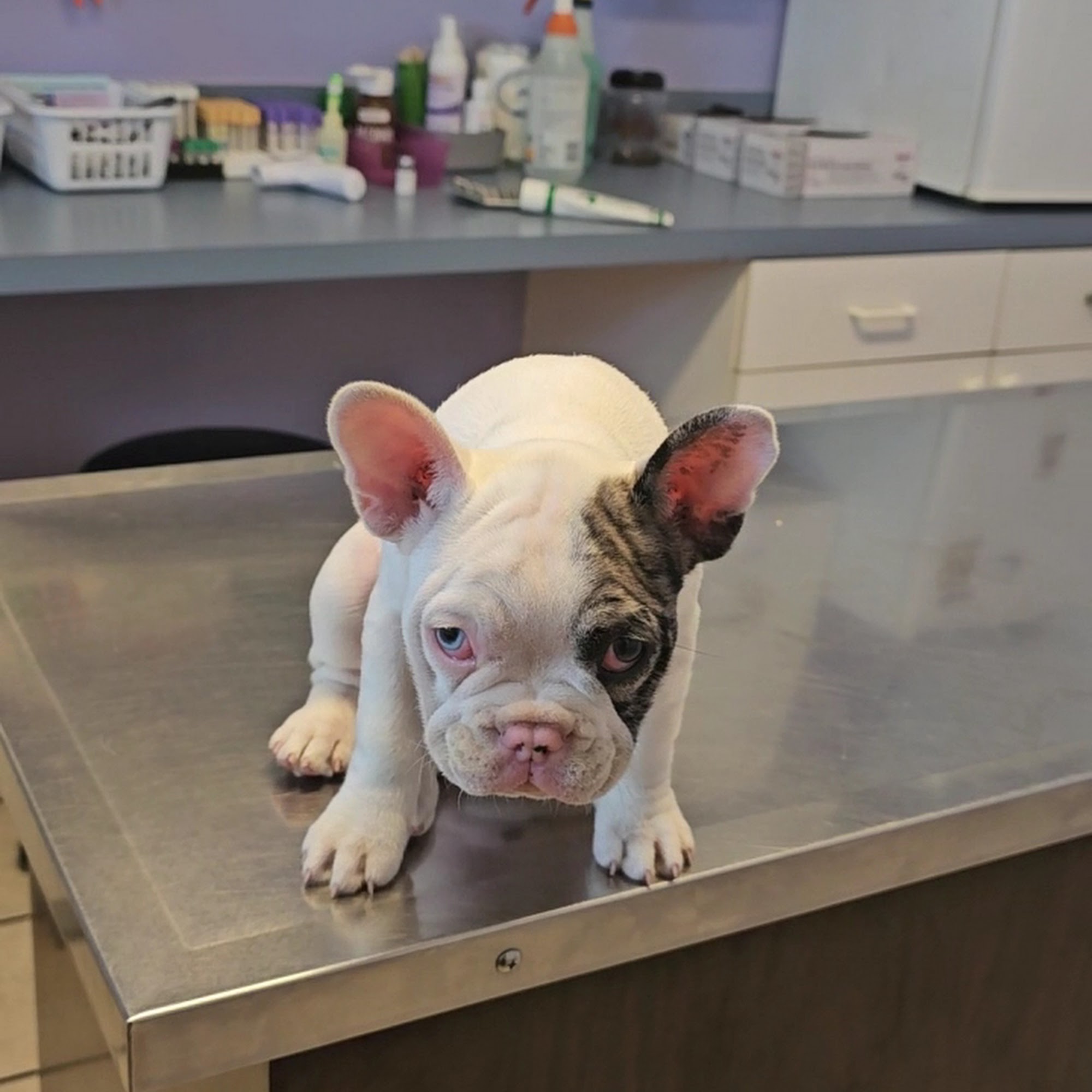 Ace Animal Clinic Westland