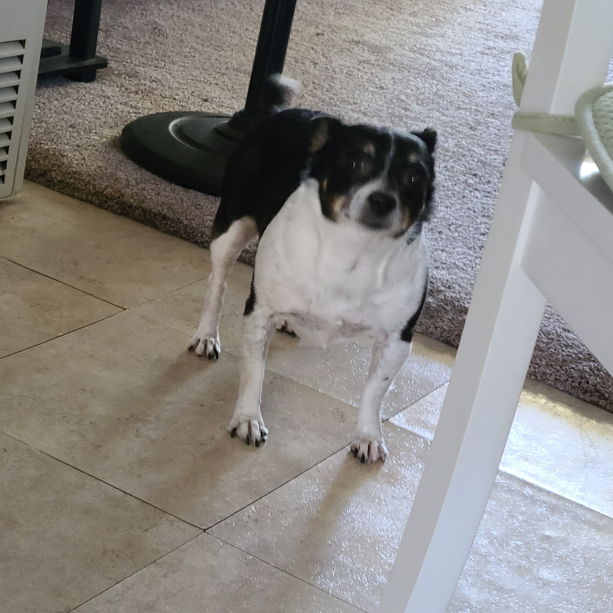 Berman Center for Animal Care Westland