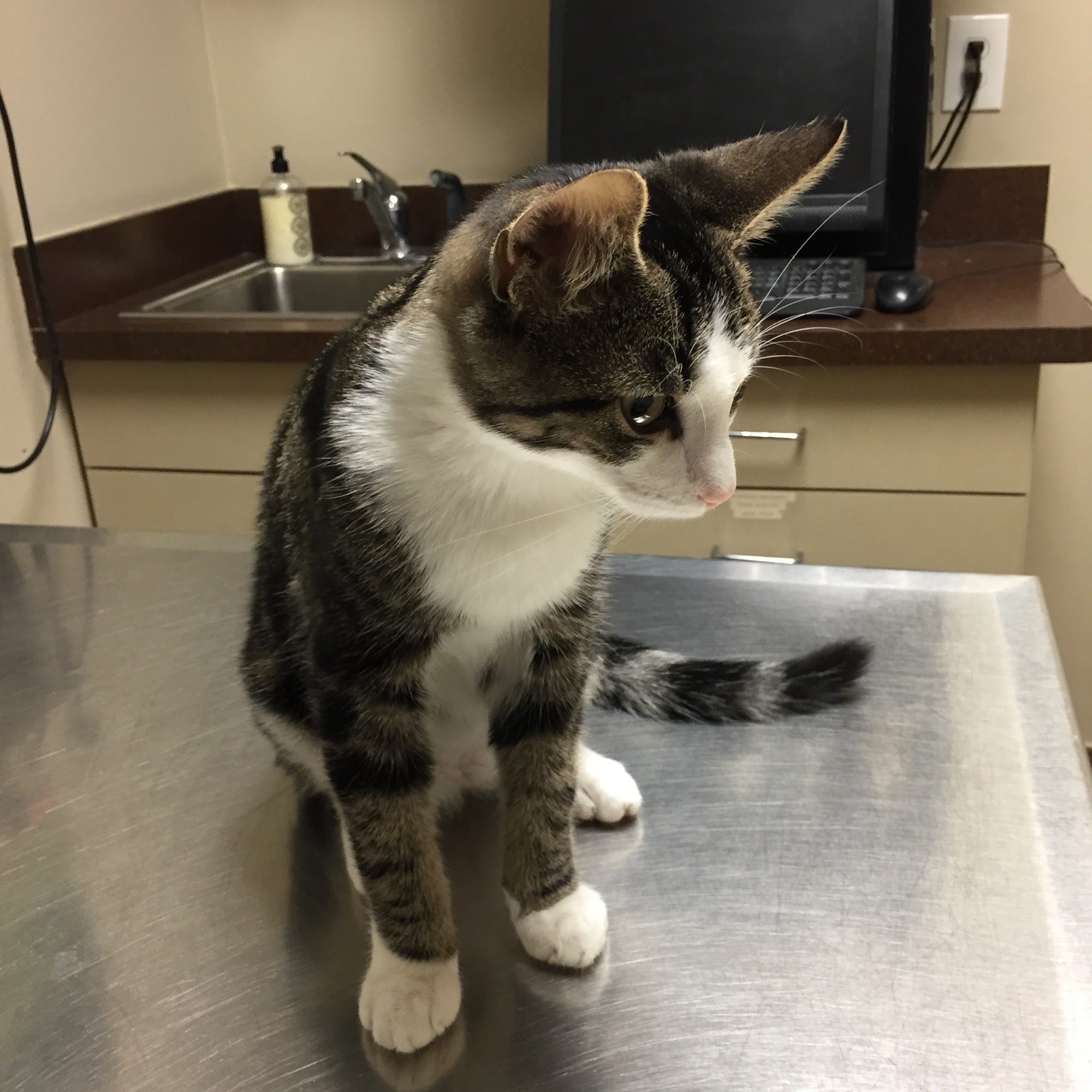 Westland Veterinary Hospital Westland