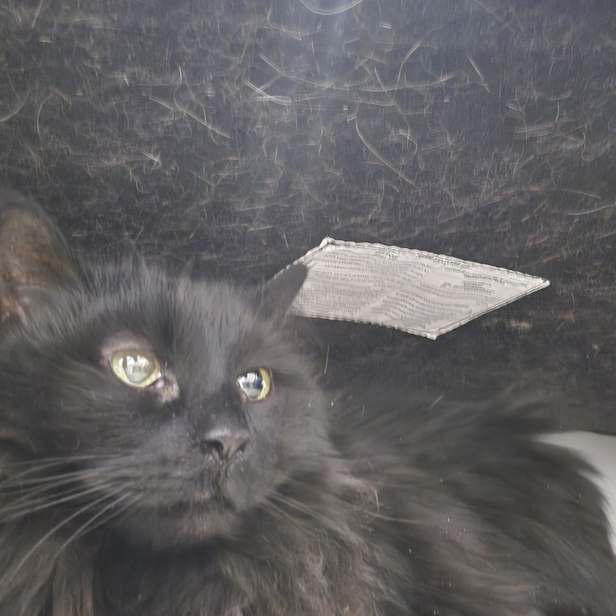 Griffith Veterinary Hospital Westland