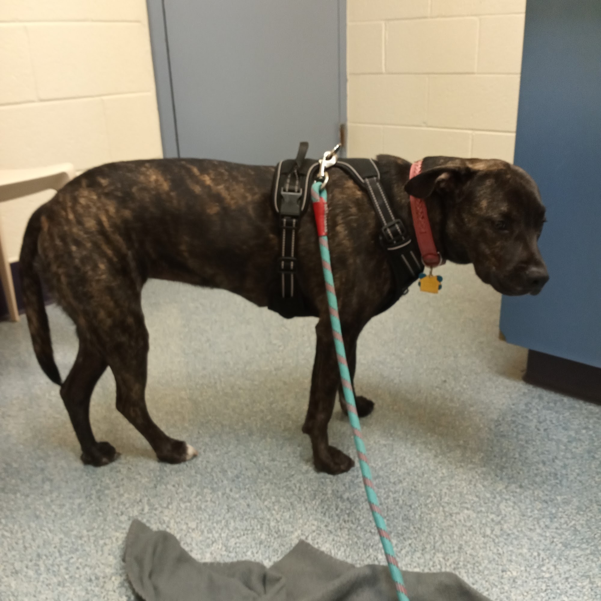 Michigan Humane Veterinary Center Westland