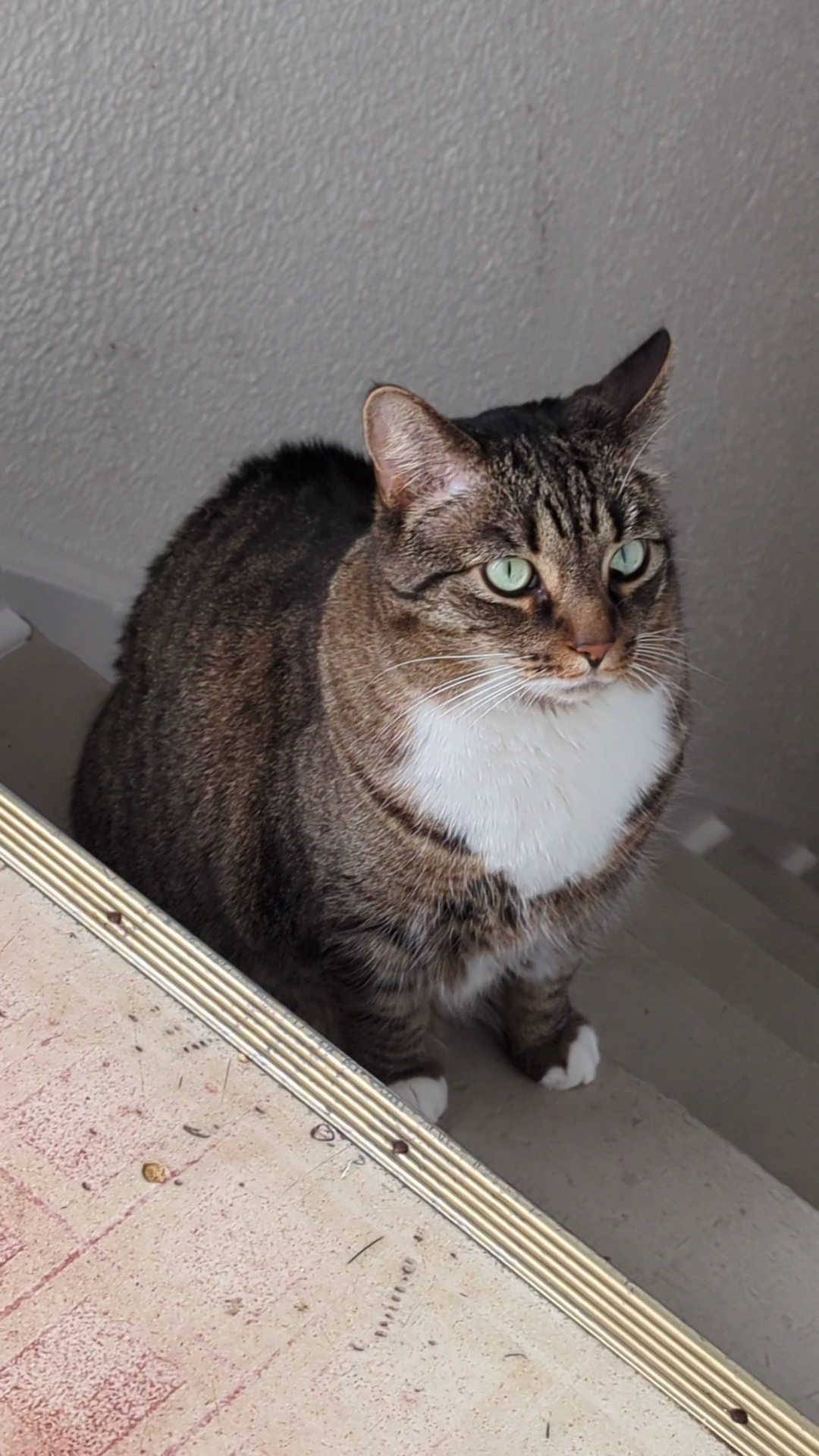 Patty's Cleaning & Organizing