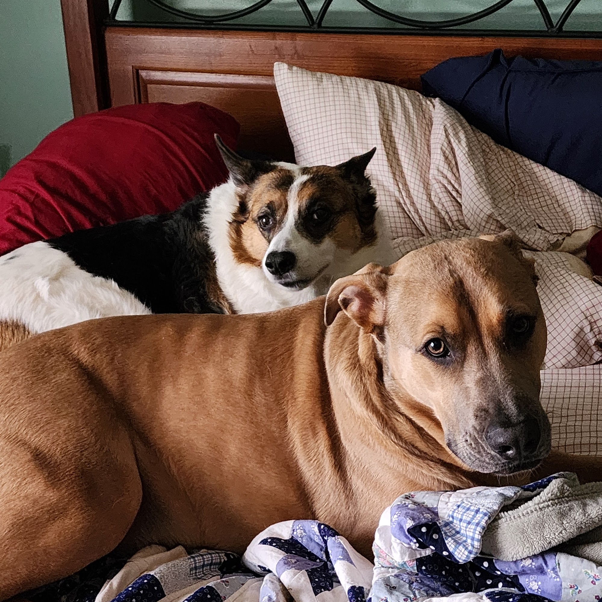 Vet Ex Mobile Veterinary Services White Lake