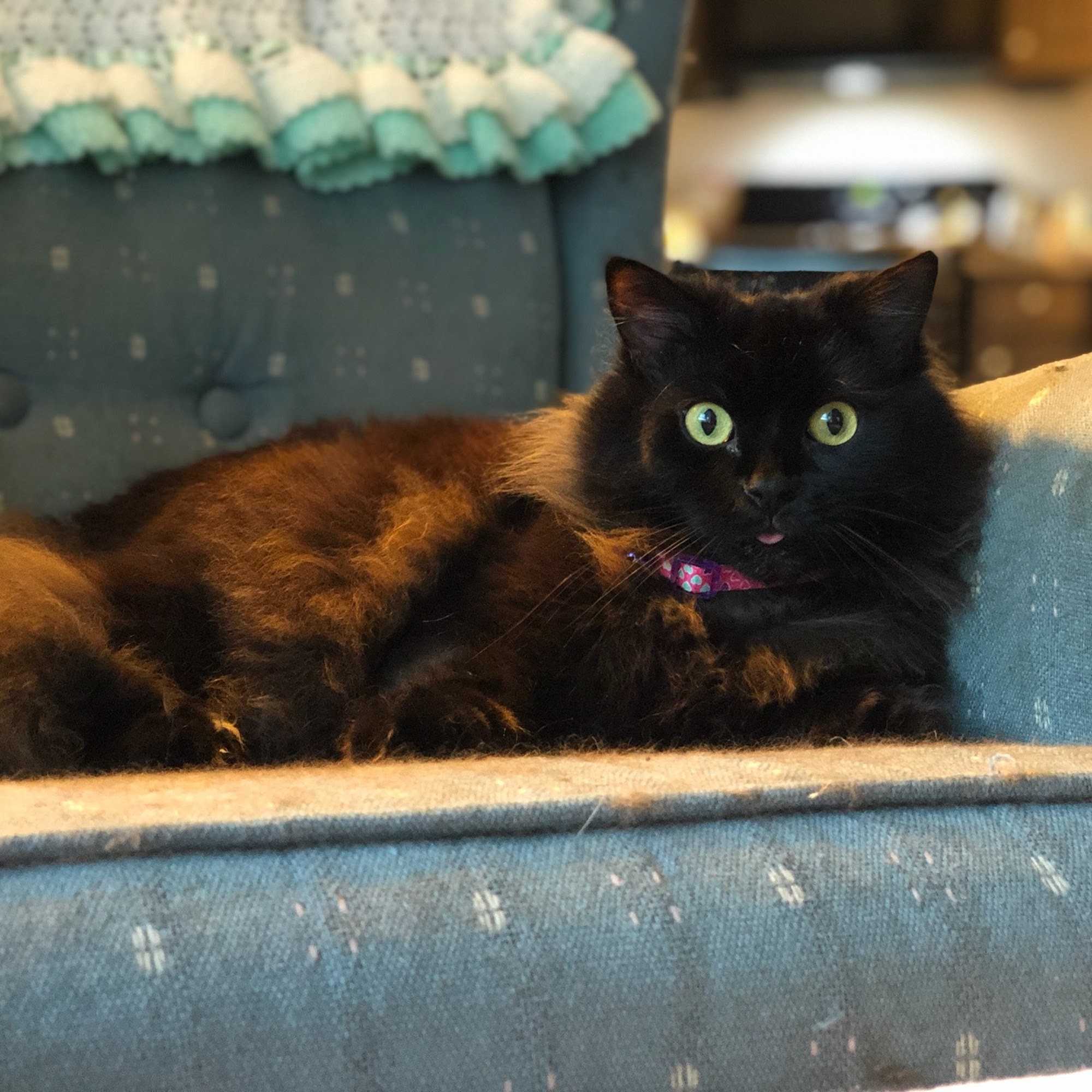 Great Lakes Veterinary Clinic White Lake