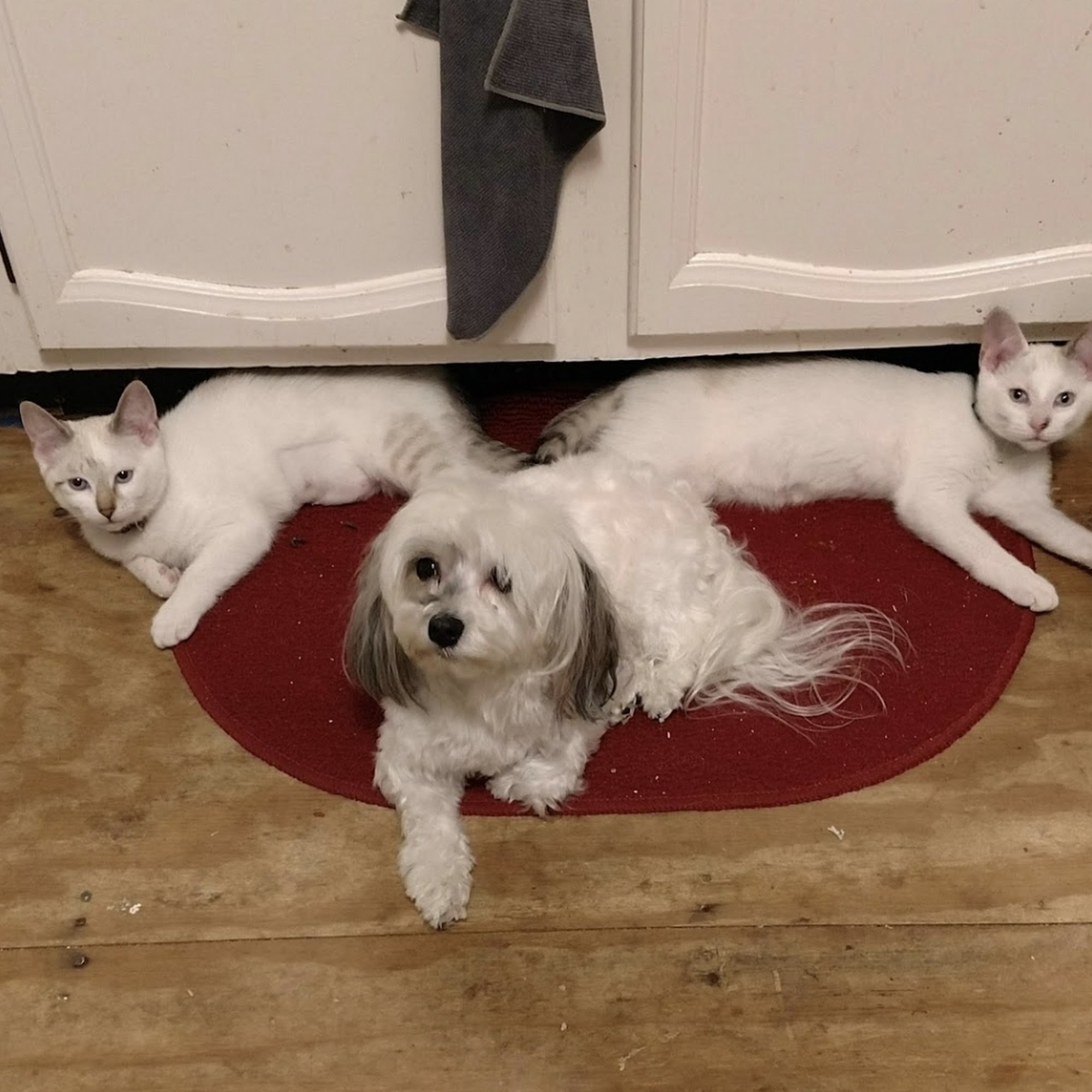 Michelle's Happy Tails Pet Sln White Lake