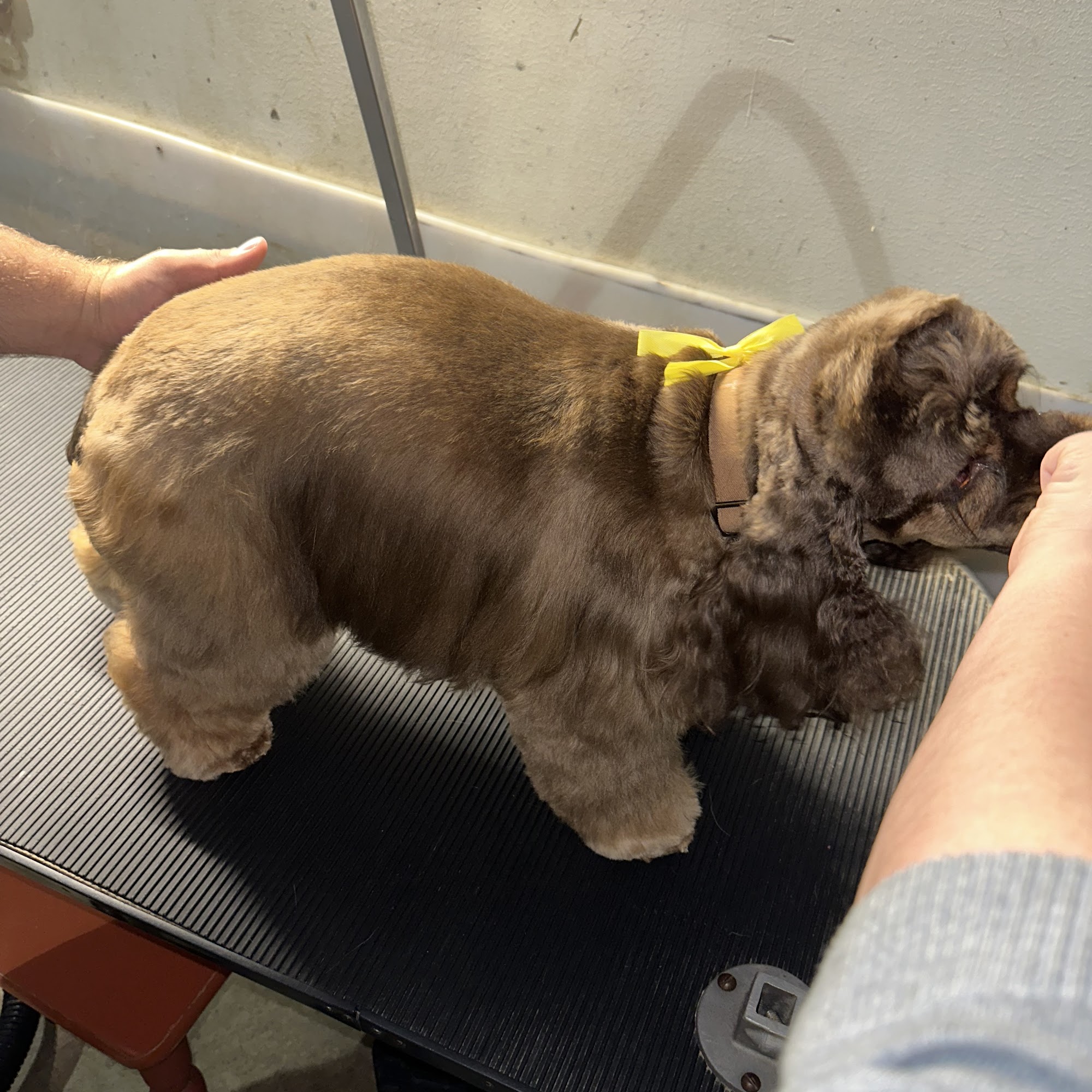 Michelle's Happy Tails Pet Sln