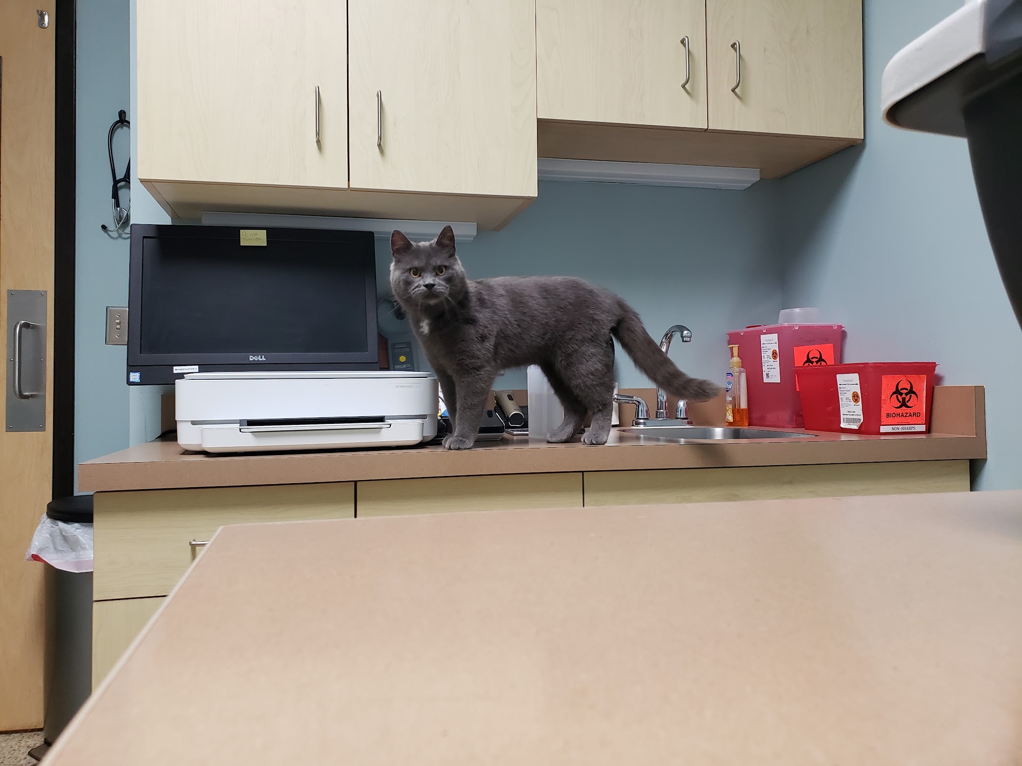 Whitehall Pet Practice Whitehall