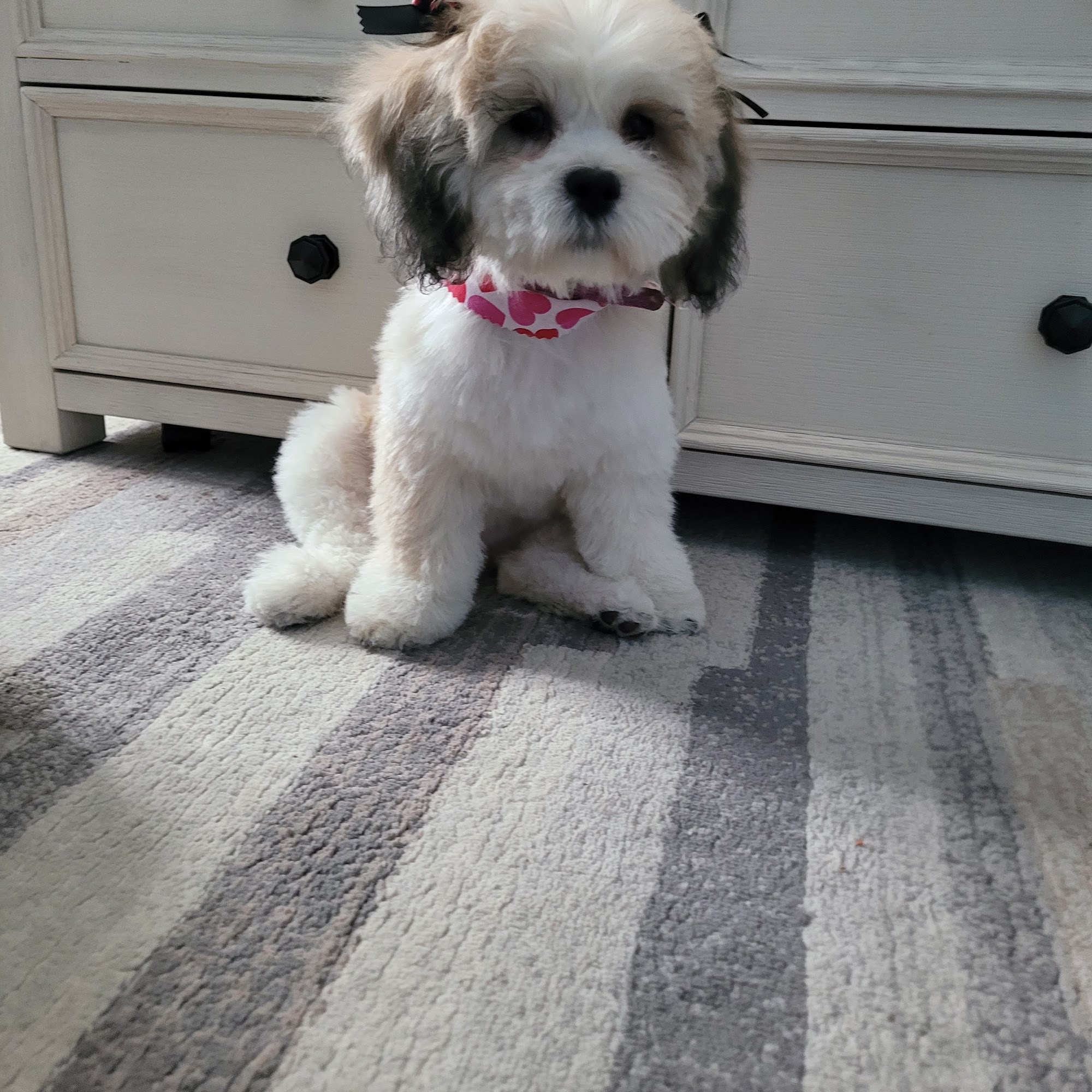 Magnolias Pet Grooming Whitehall