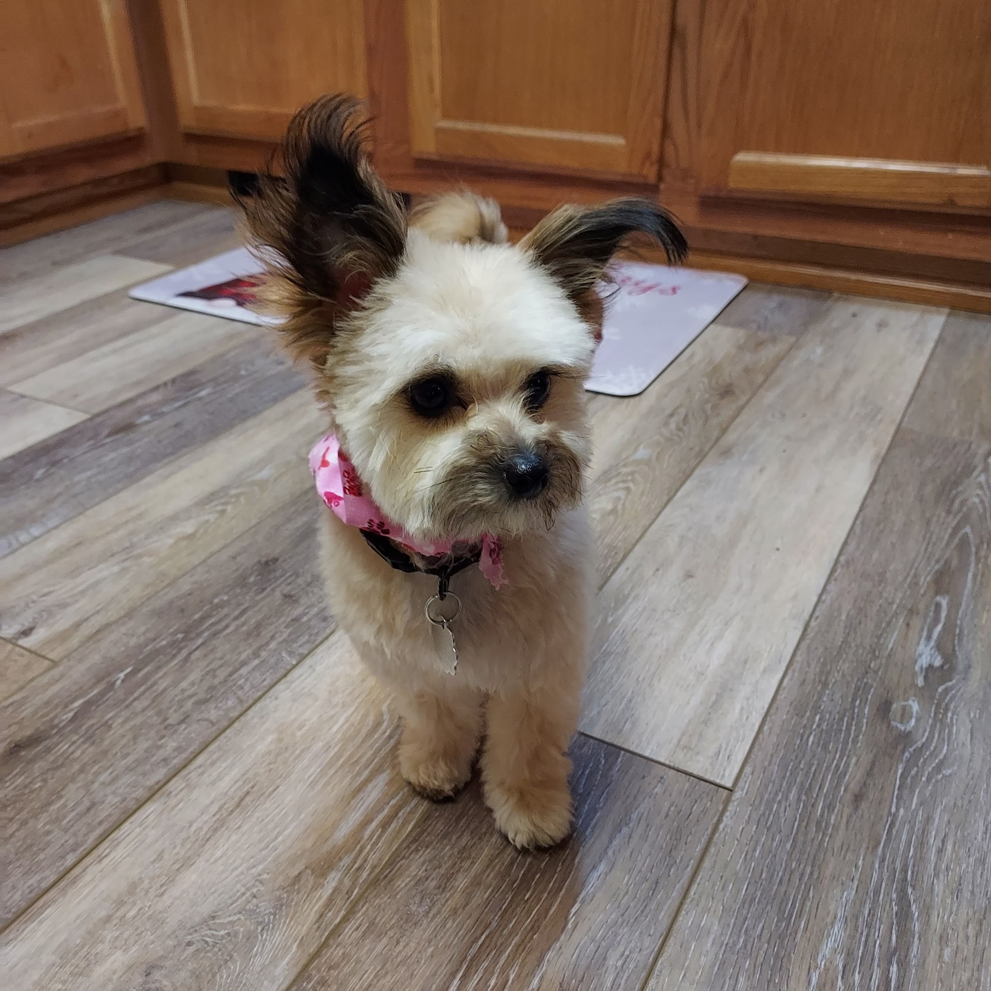 Sitting Pretty Pet Spa and Boutique - Whitehall Whitehall