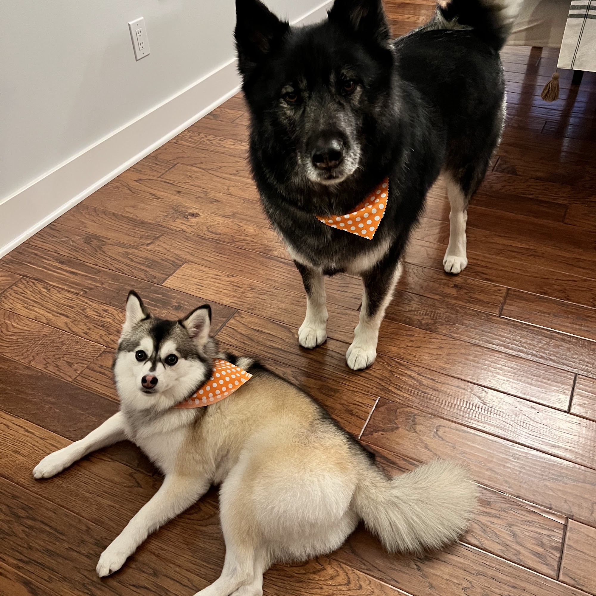 Sitting Pretty Pet Spa and Boutique - Whitehall
