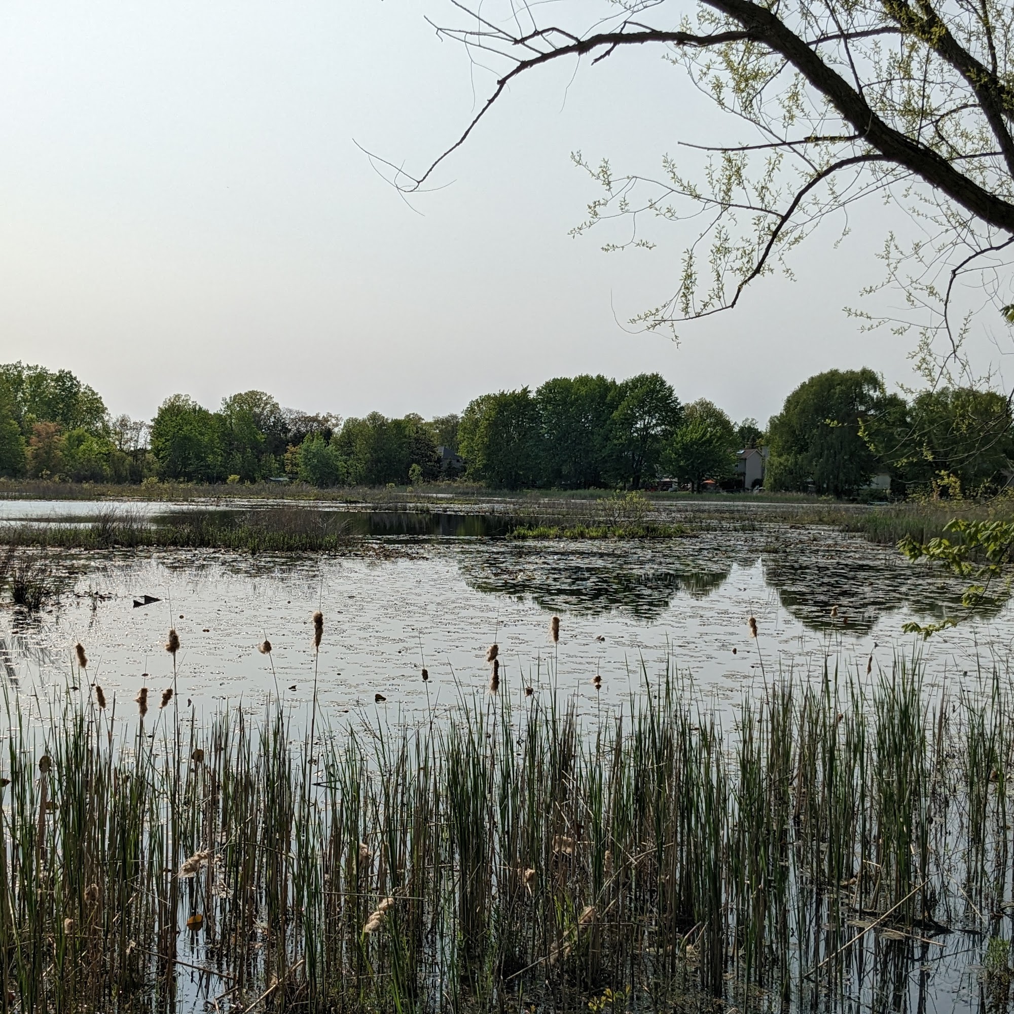 Griffith Veterinary Hospital Whitmore Lake