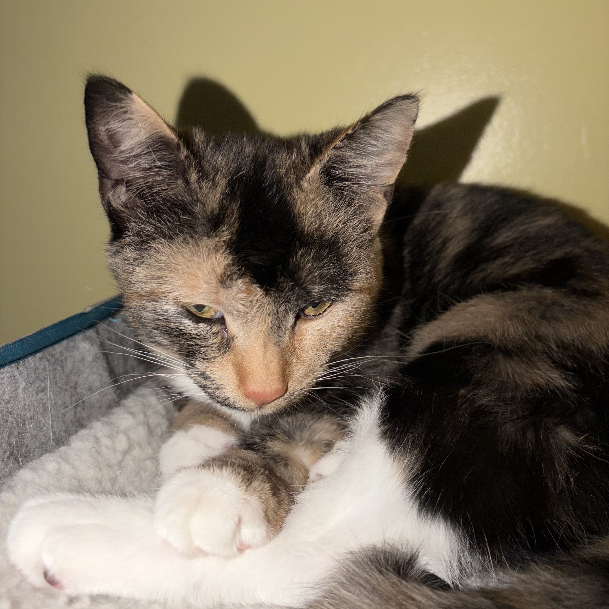 Lakelands Trail Veterinary Clinic Williamston