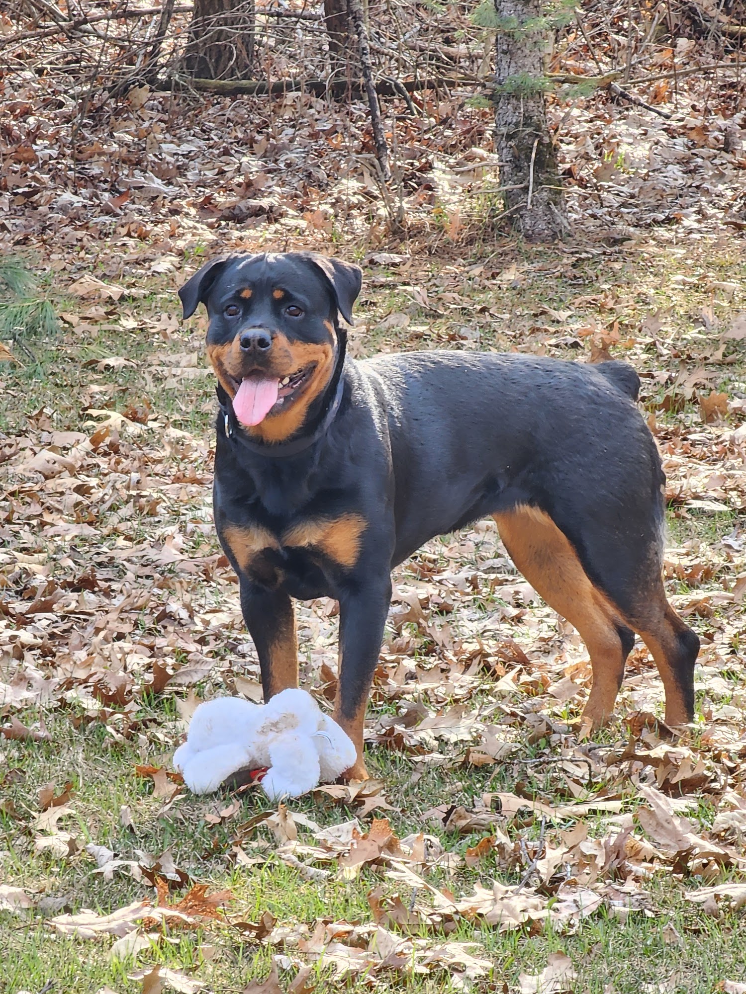 Lakelands Trail Veterinary Clinic Williamston