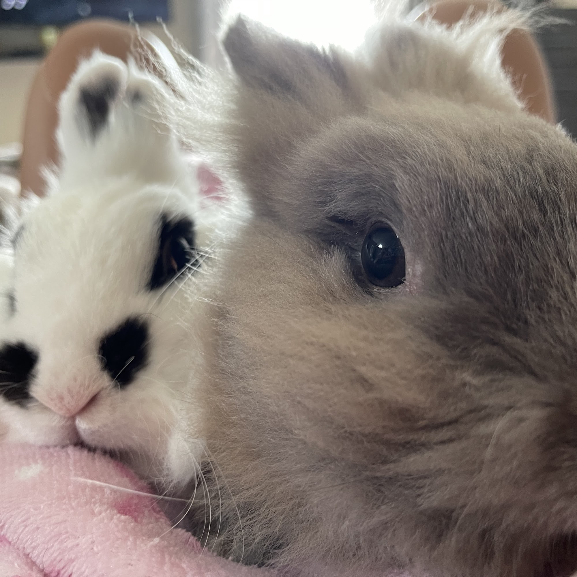 Cedar Creek Veterinary Clinic Williamston