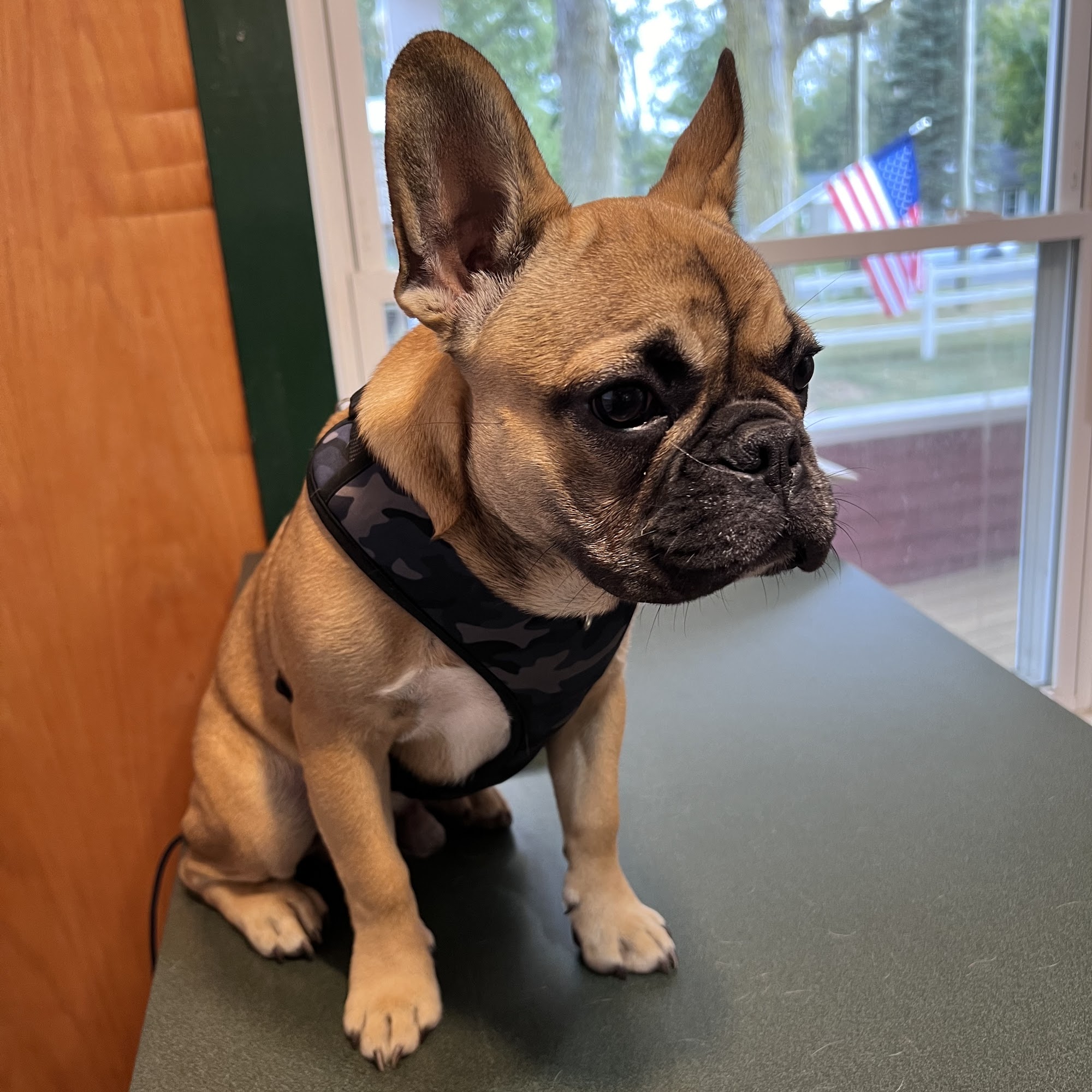 Noah's Ark Pet Hospital Willis