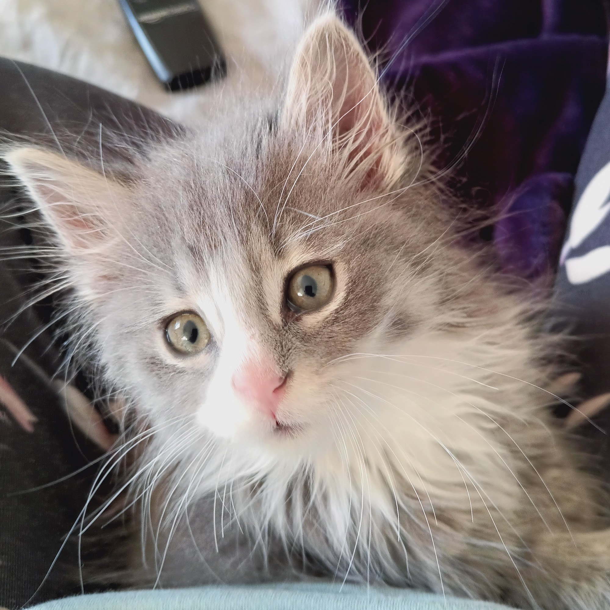 Windsor Animal Clinic