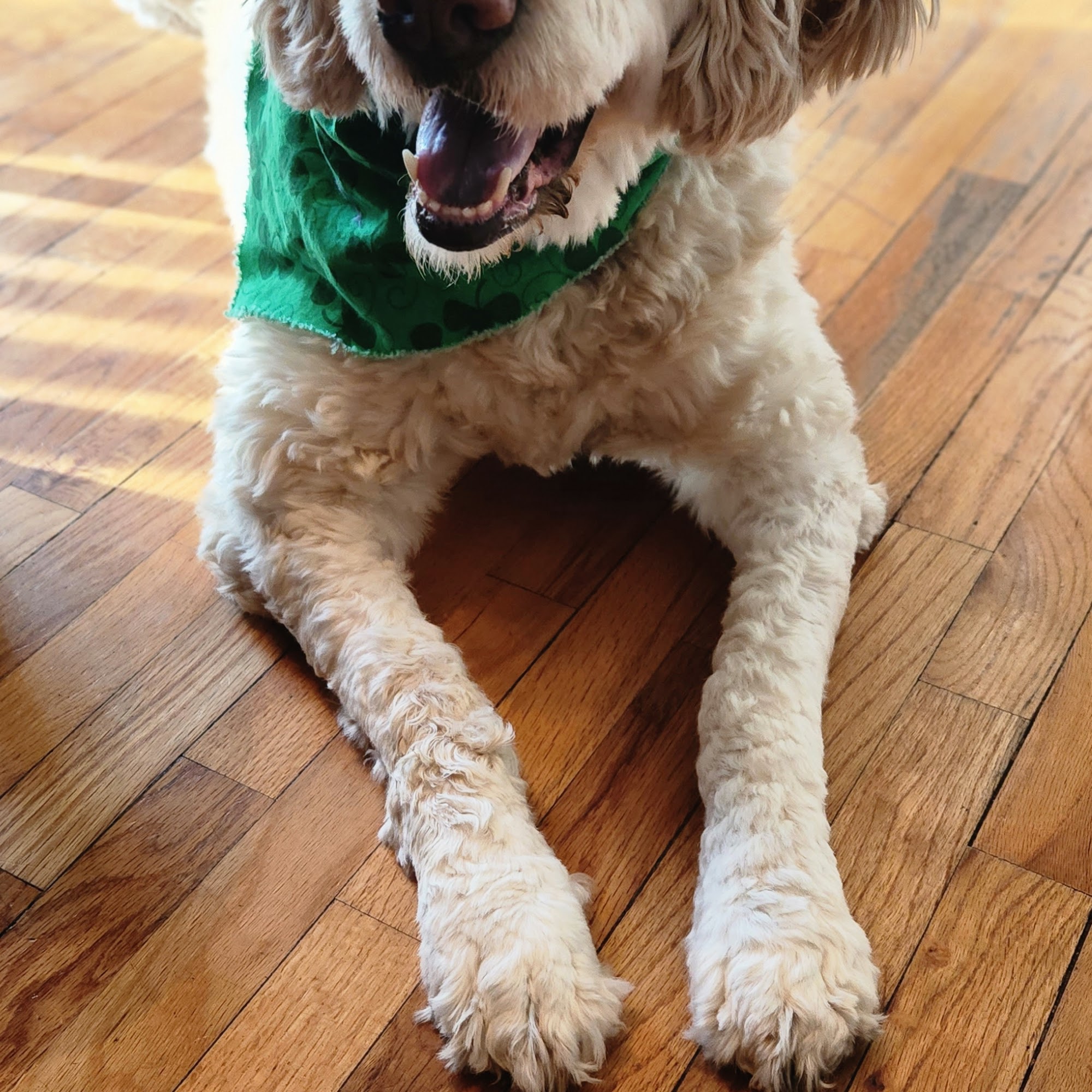 Windsor Animal Clinic