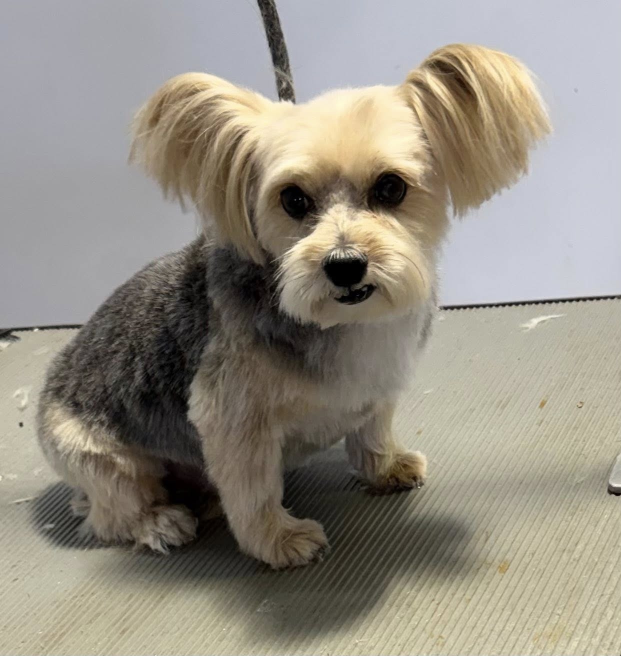 Barks-N-Bubbles Wixom