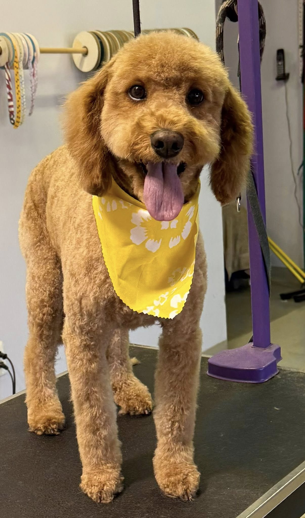 Barks-N-Bubbles Wixom