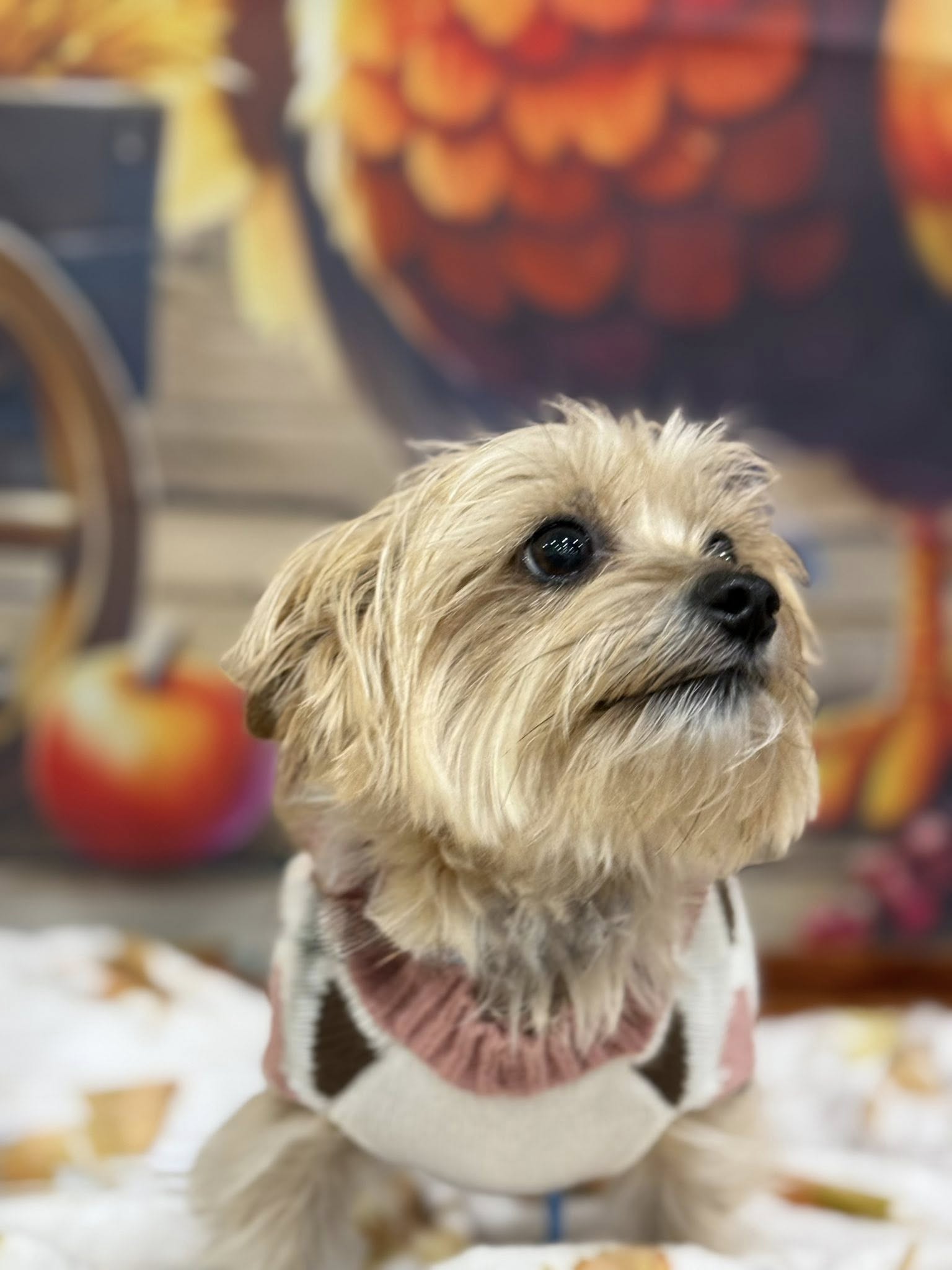 Hounds Town Wixom Wixom