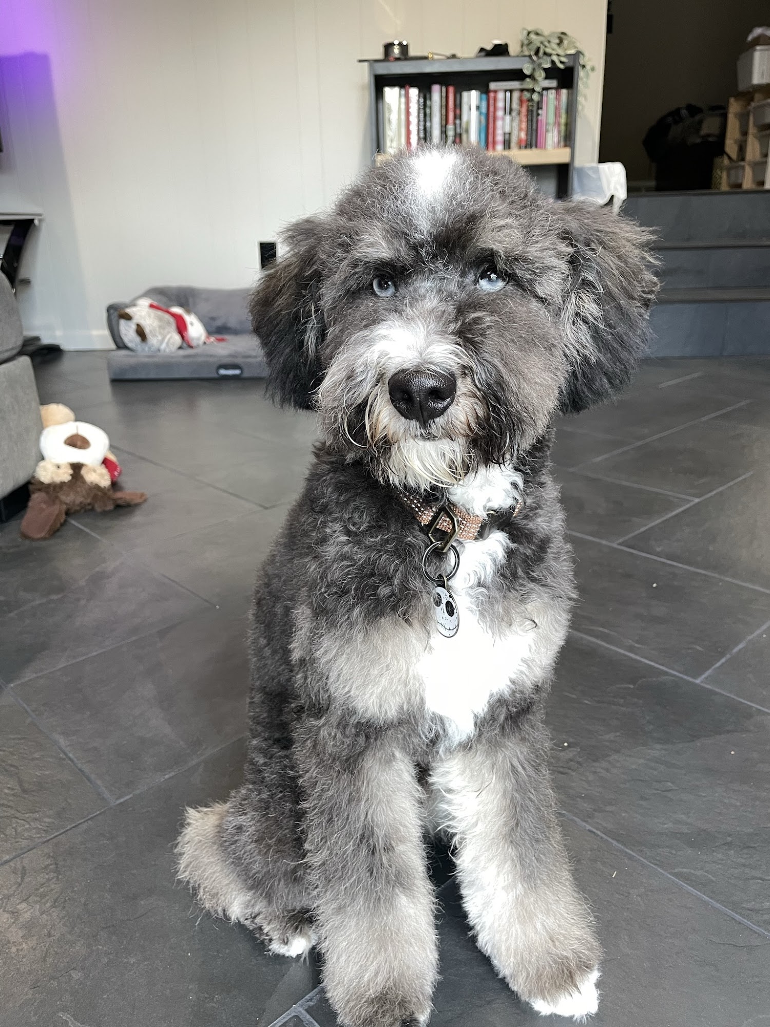 Woodhaven Animal Hospital Woodhaven