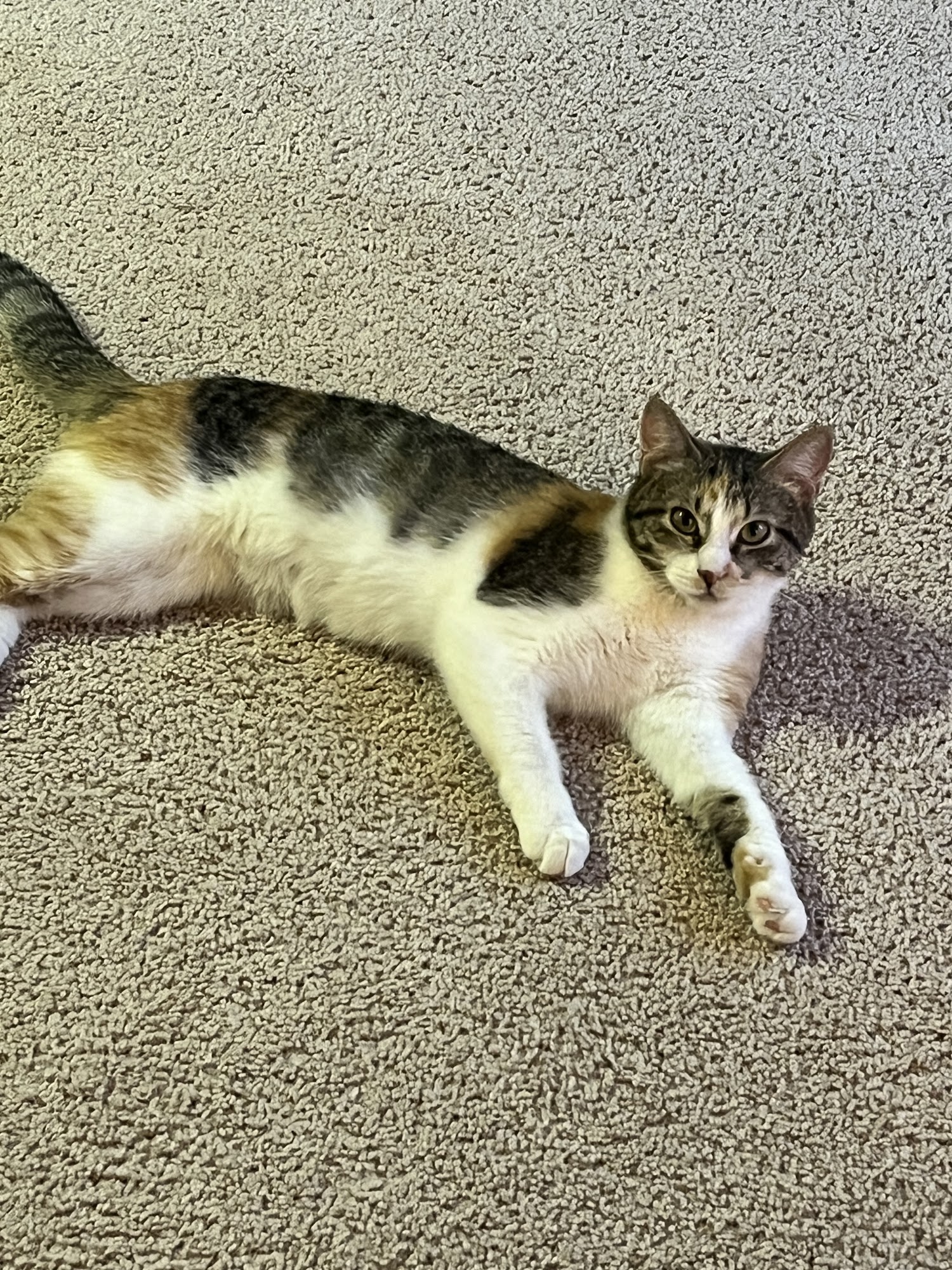 Woodhaven and Trenton Animal Shelter Woodhaven