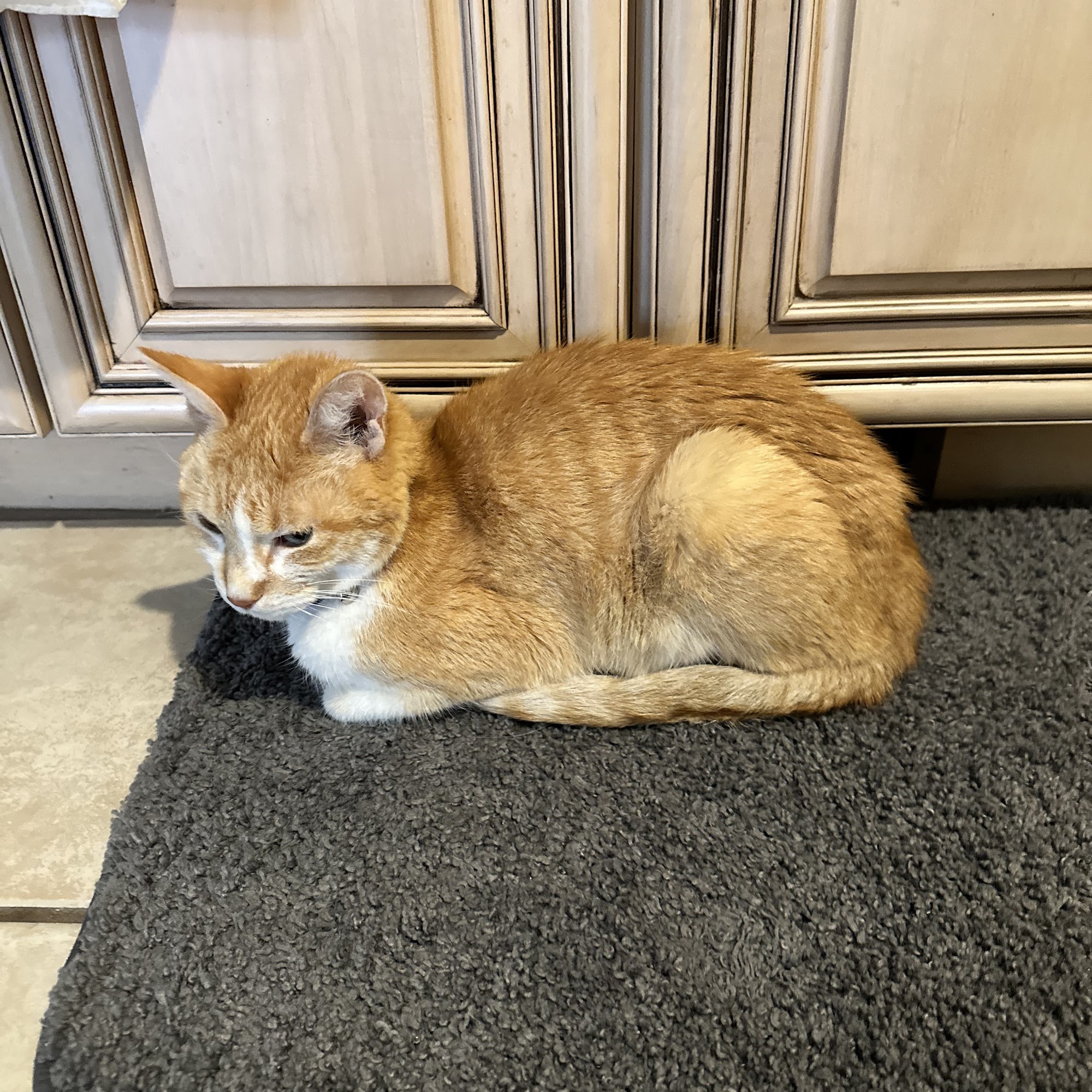 Wyandotte Animal Hospital Wyandotte