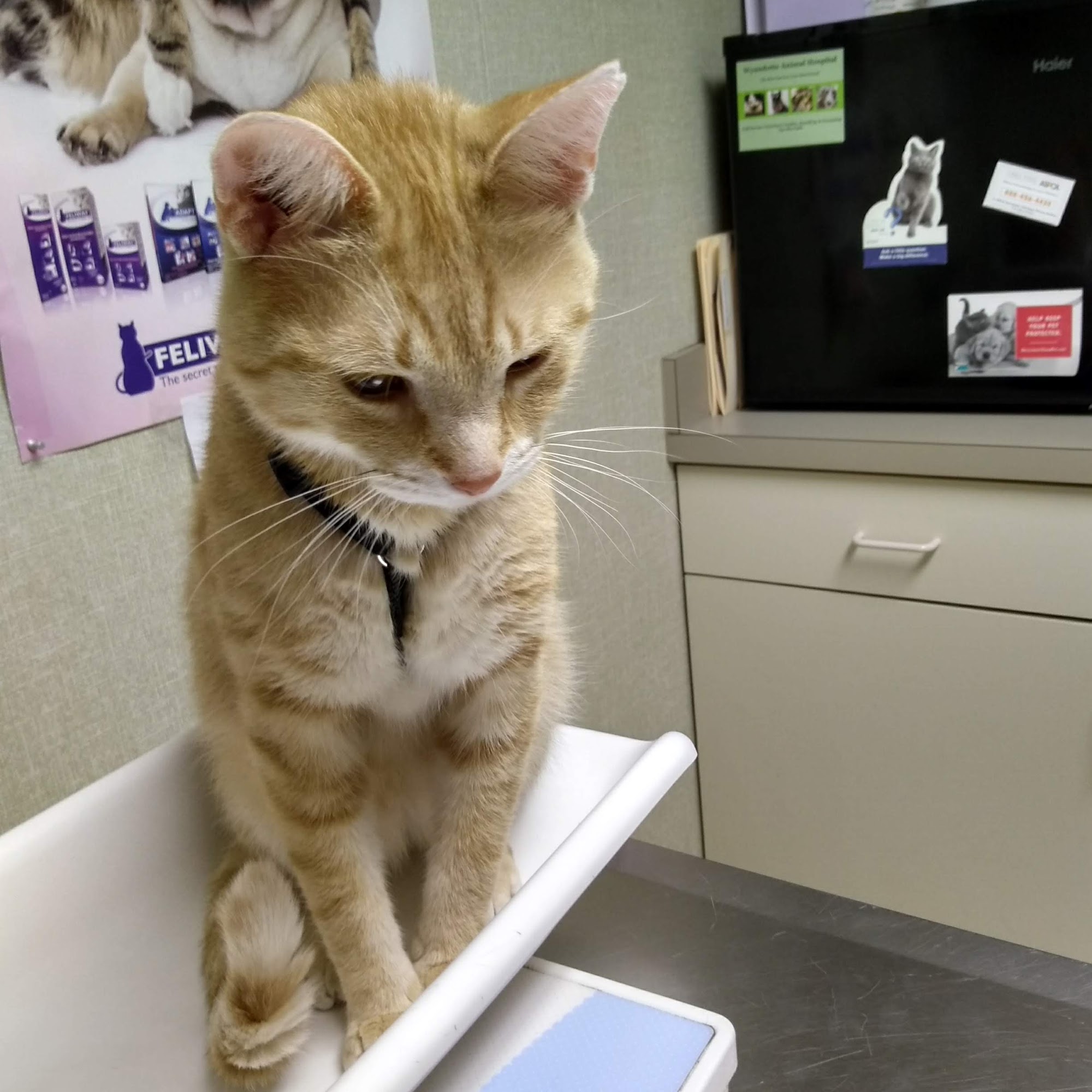 Wyandotte Animal Hospital Wyandotte