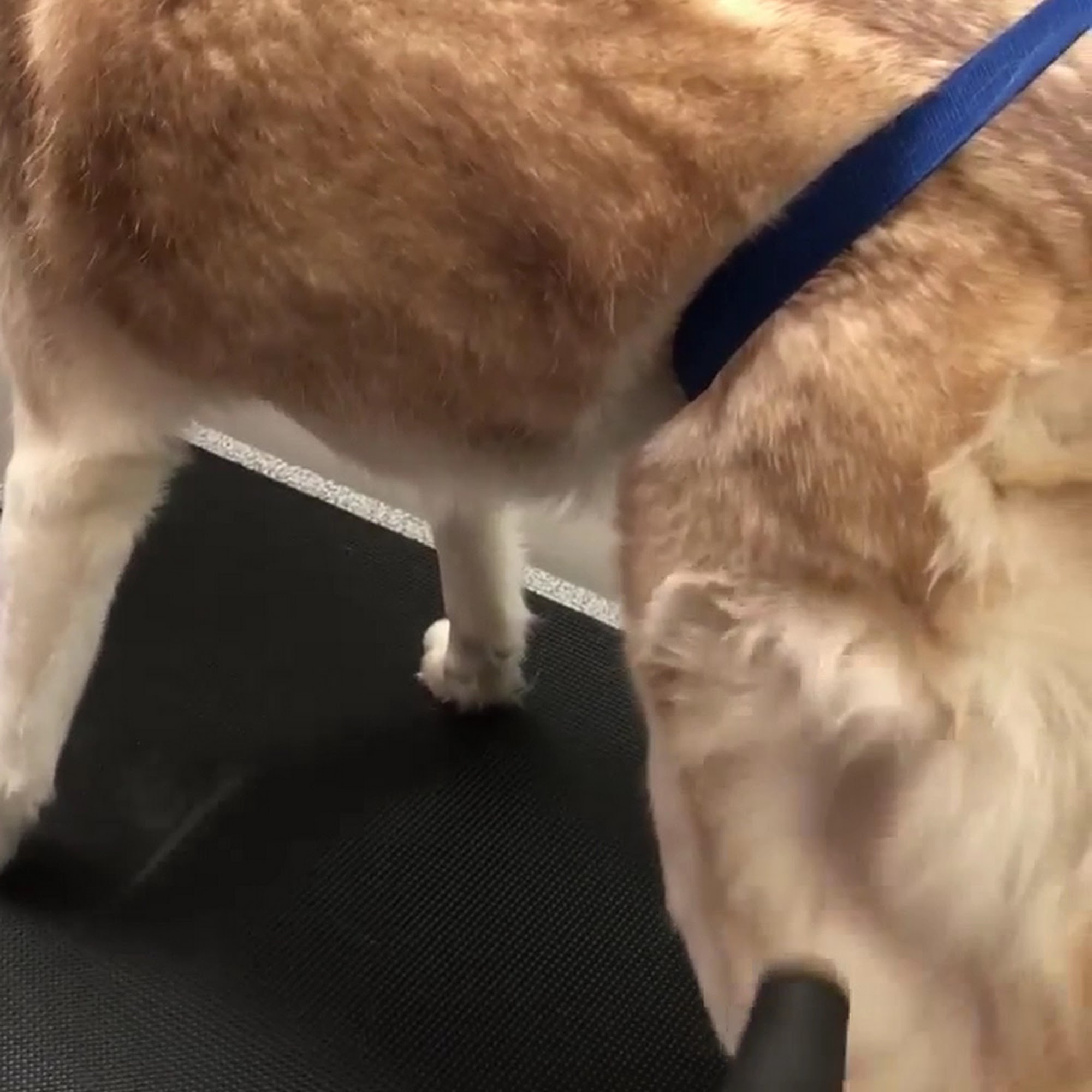 The Downriver Grooming Company Wyandotte