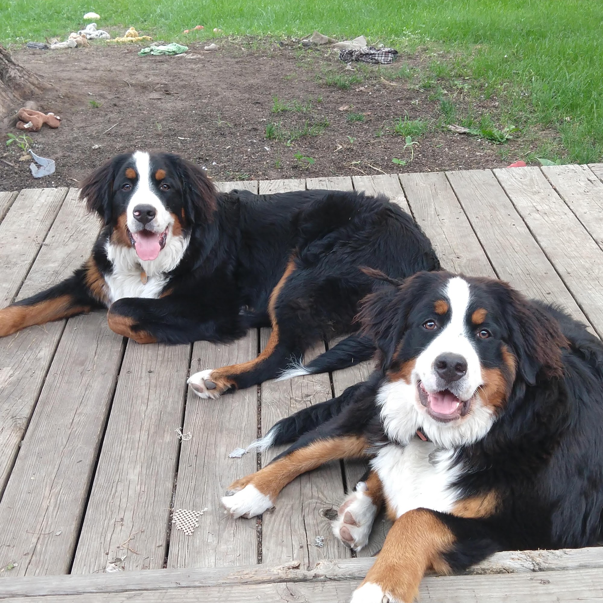 Clyde Park Veterinary Clinic Wyoming