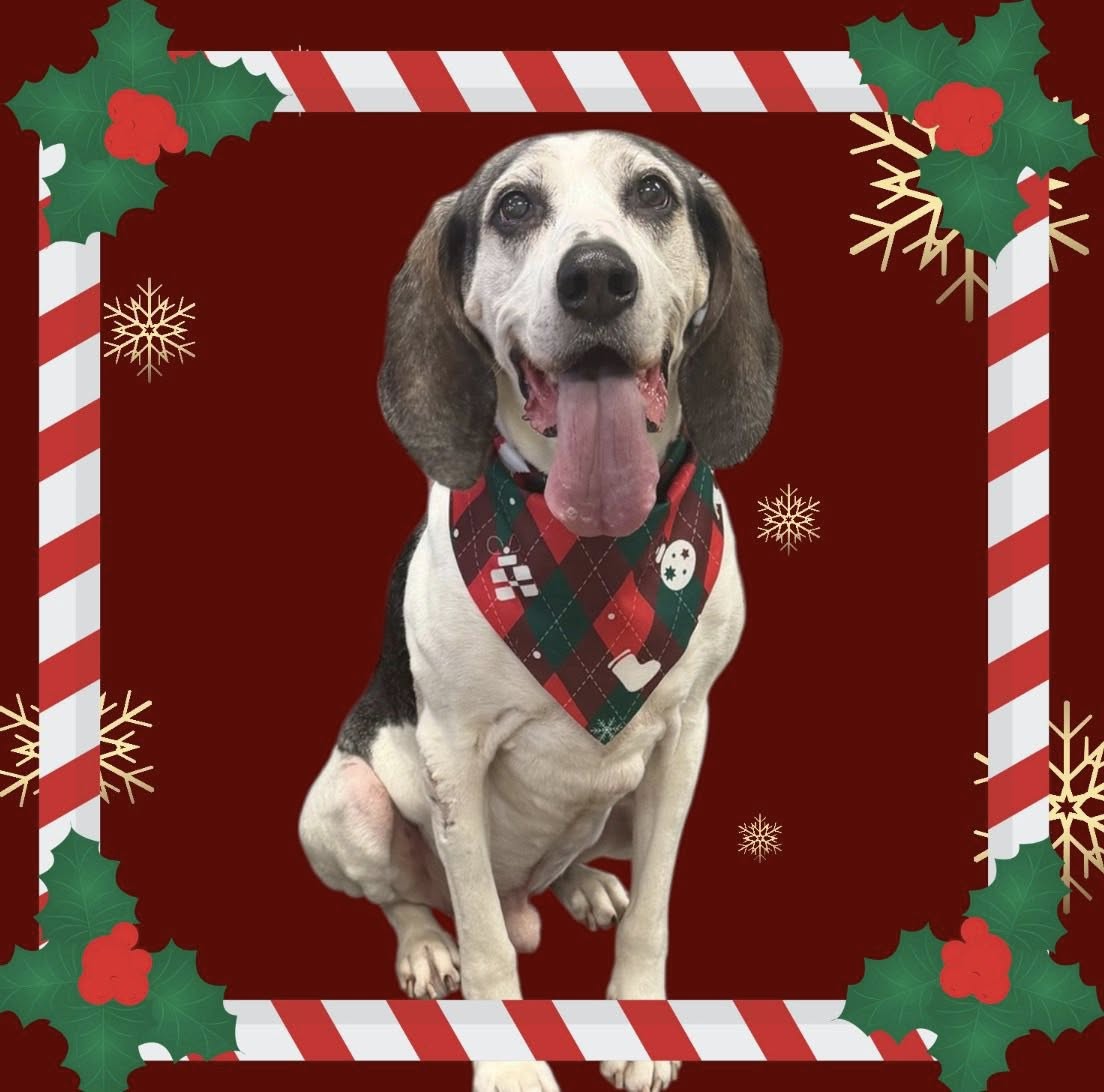 Wash & Wags Pet Grooming Wyoming
