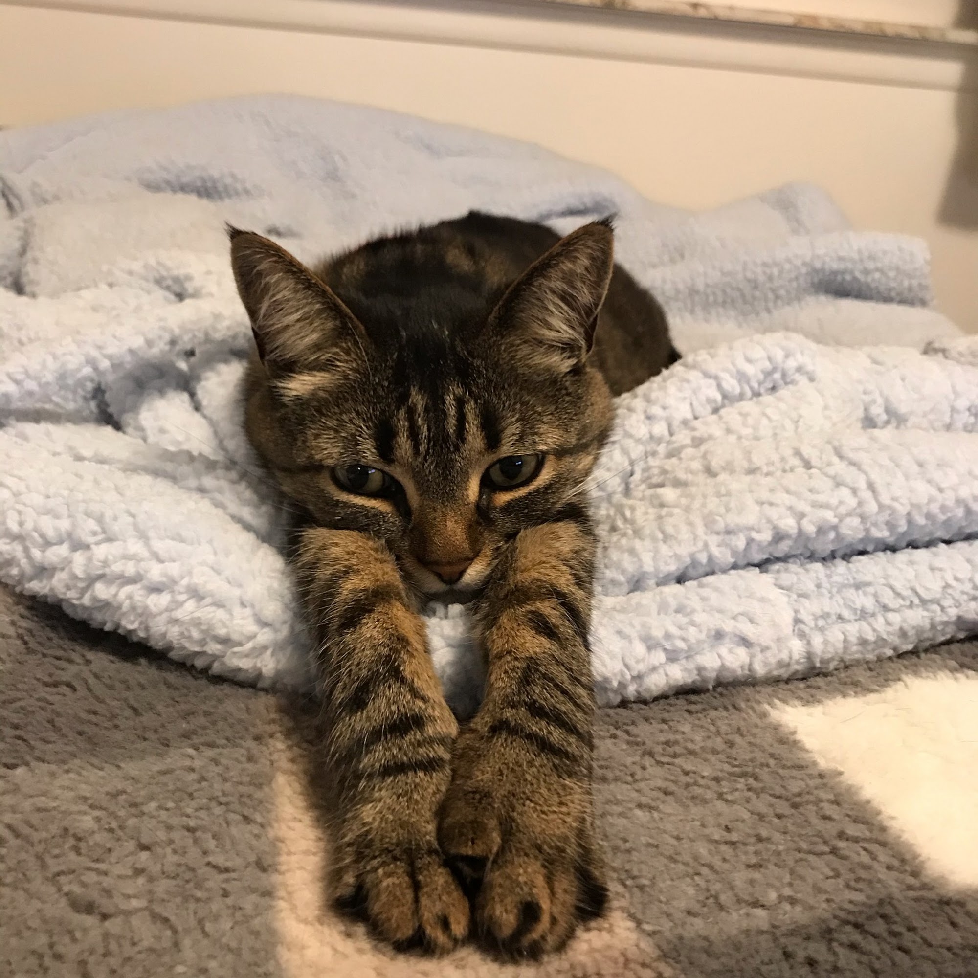 Ypsilanti Animal Clinic Ypsilanti