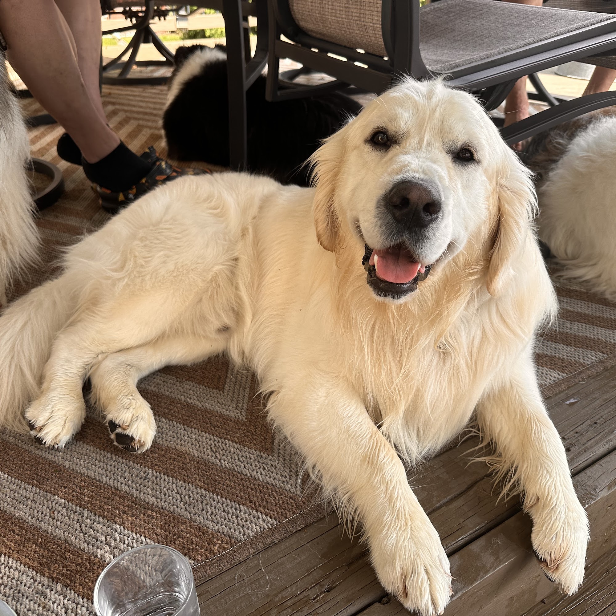 Pittsfield Pet Care Ypsilanti