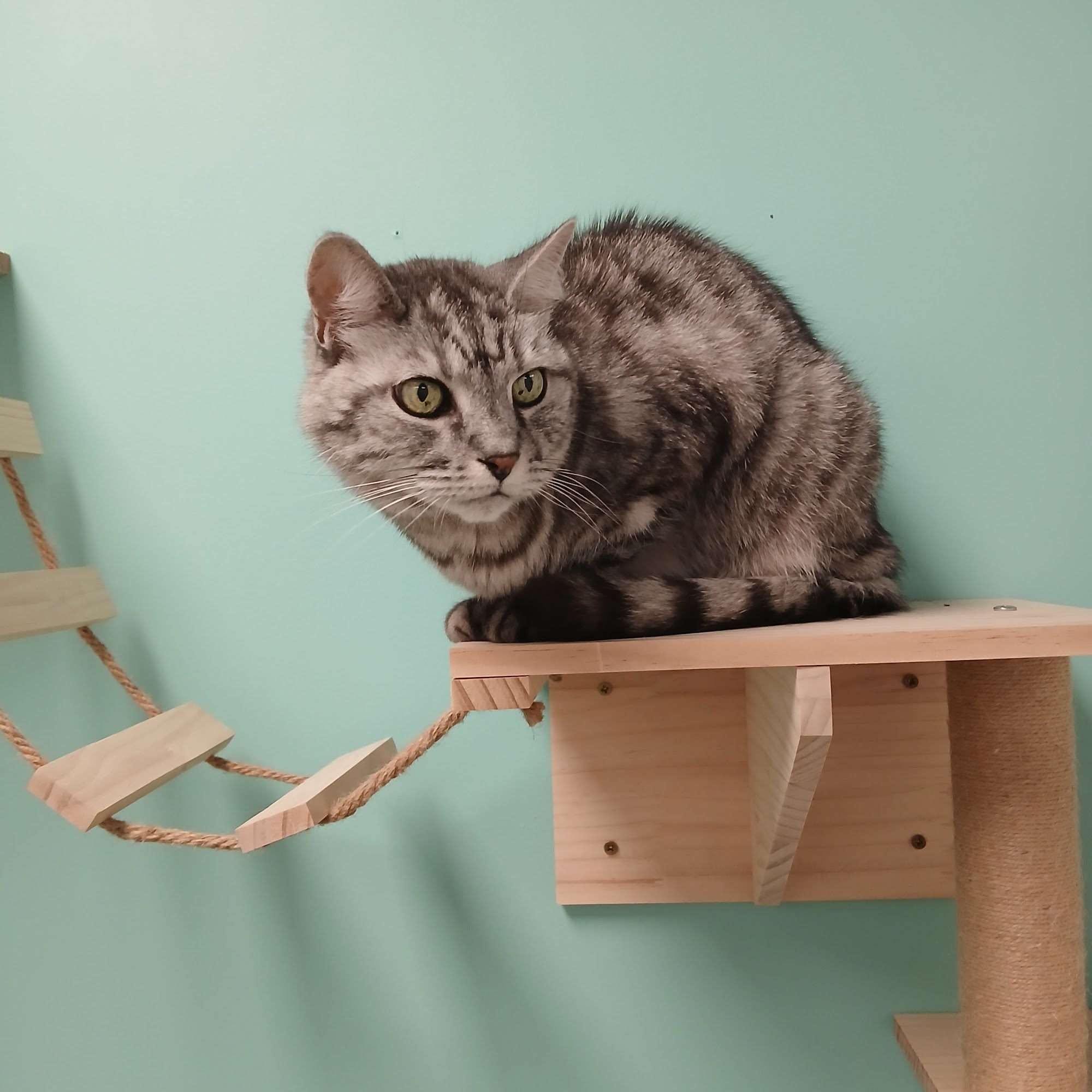 Mitten's Pets: Cat Grooming & Boarding Ypsilanti