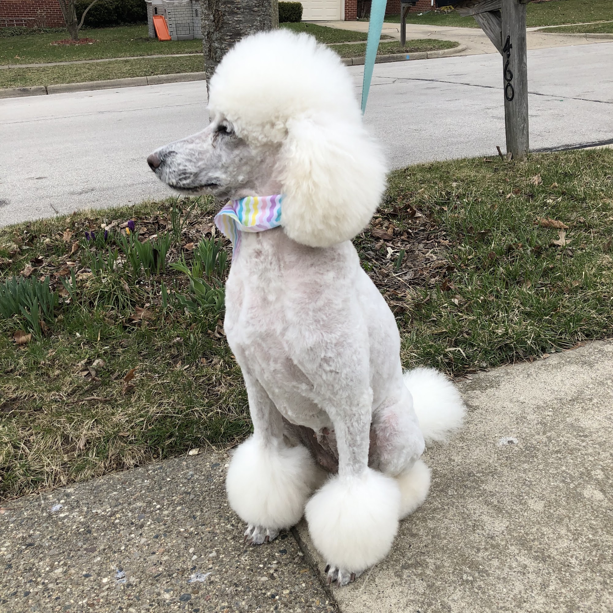My Doggie's Grooming Salon & Boutique Ypsilanti