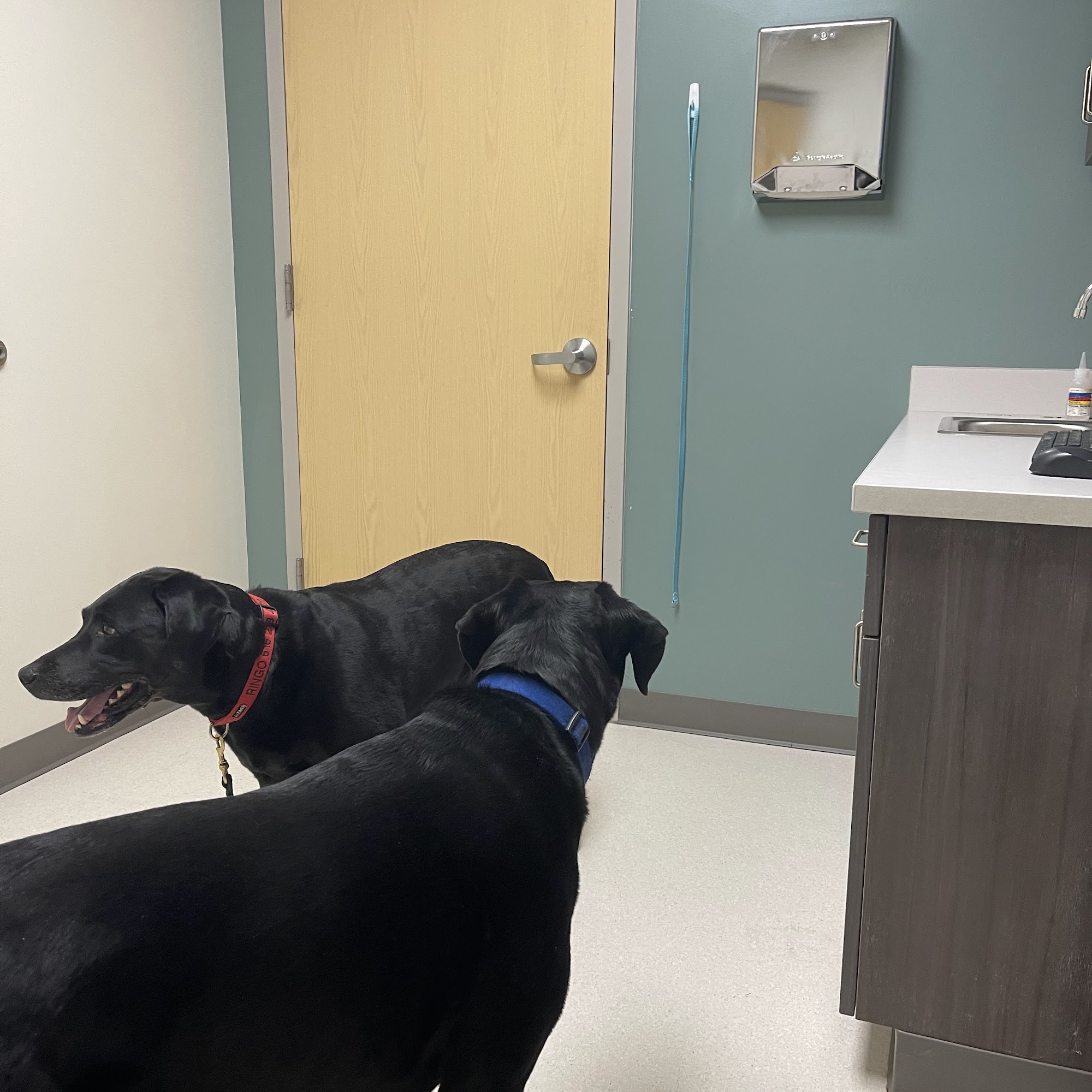 Zeeland Veterinary Service Zeeland