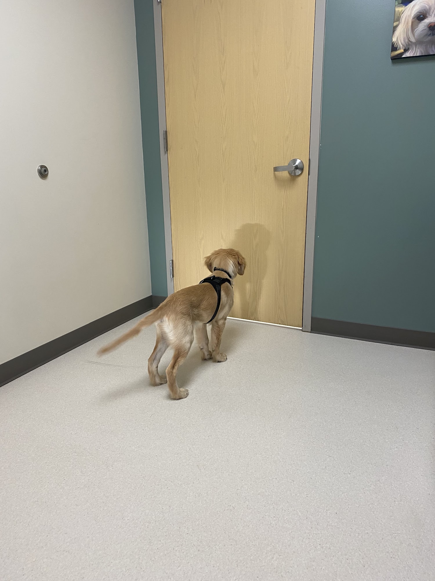 Zeeland Veterinary Service Zeeland