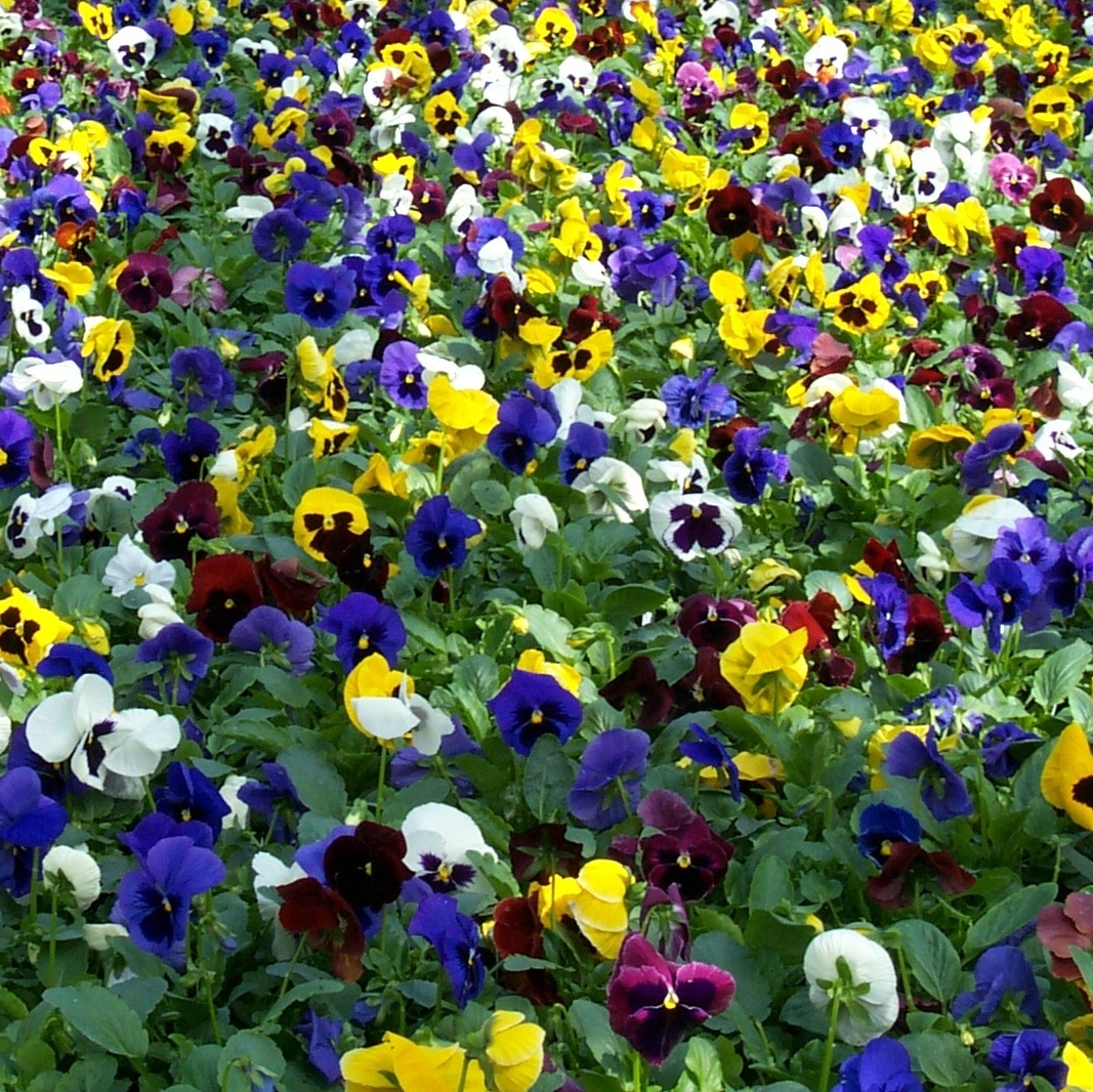Michigan West Shore Nursery Zeeland