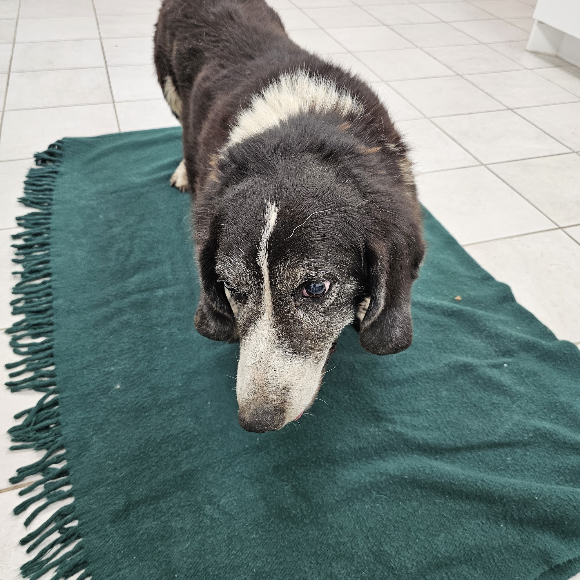 Lake Country Veterinary Services Albany