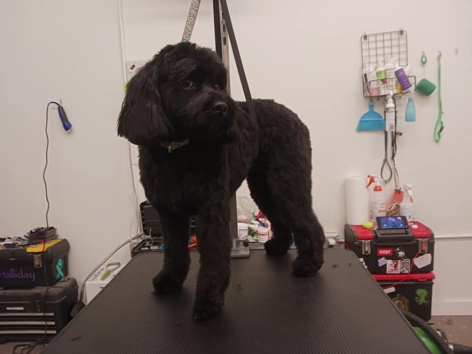 The Pet Authority Albert Lea